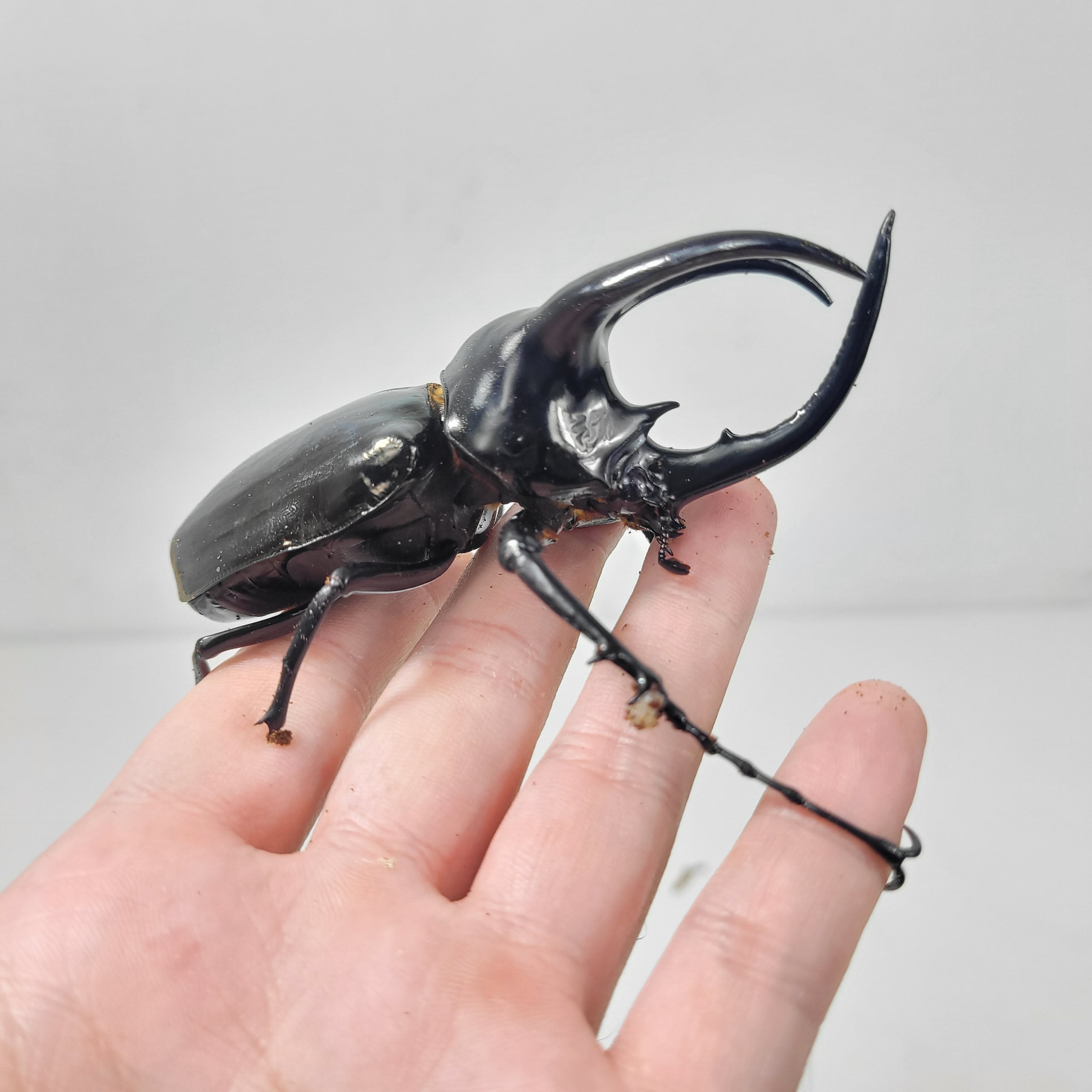 Japanese Rhinoceros Beetle Pet Western Ox Beetle James Beetle japanese-rhinoceros-beetle-pet-western-ox-beetle-james-beetle