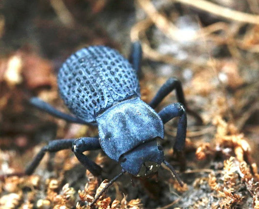 How to Keep Blue Death Feigning Beetles Happy in a Colony Setup?