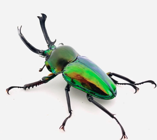 Green Rainbow Stag Beetles: A Beginner’s Guide to Insect Collecting