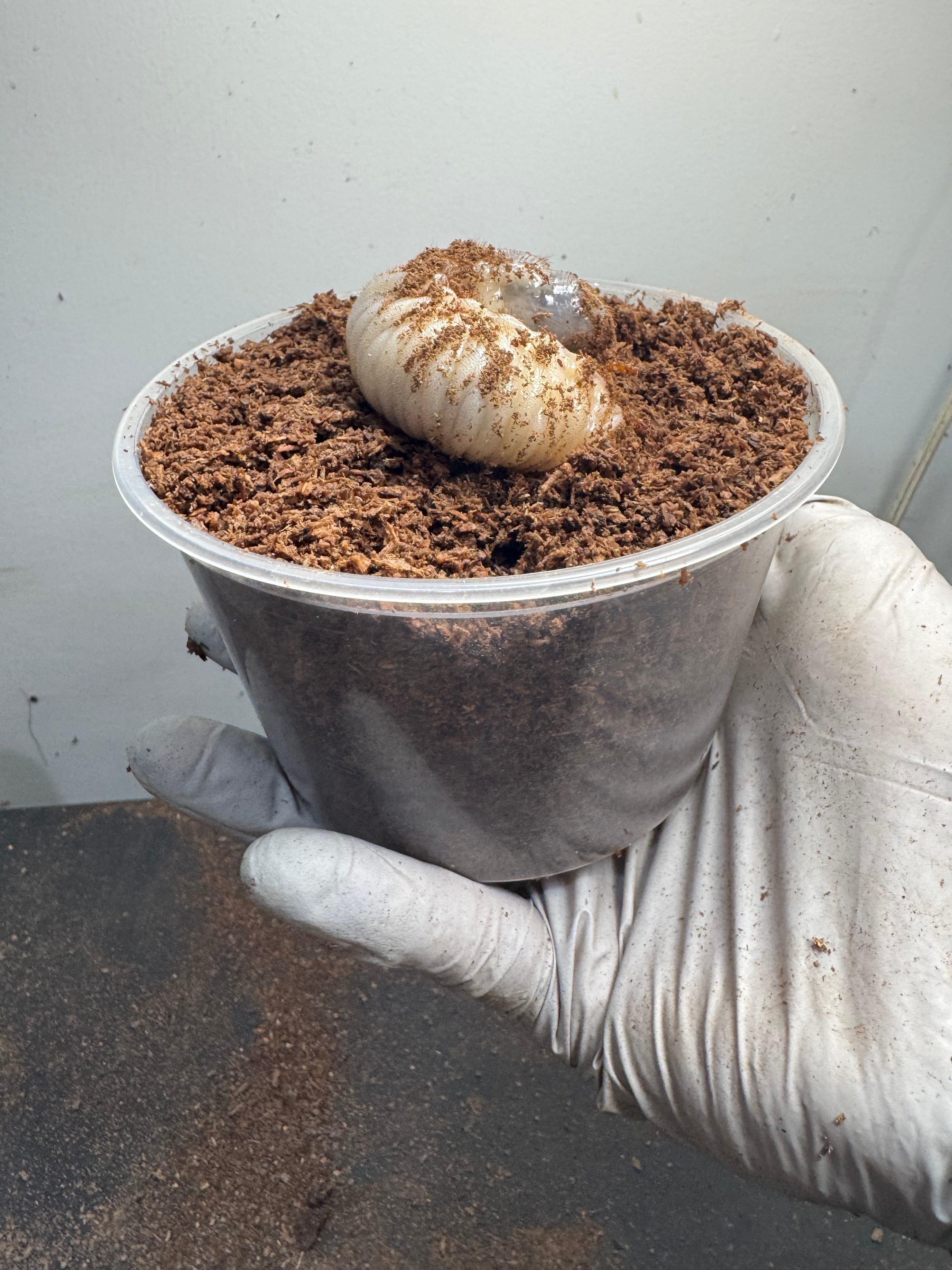 Stages of Development for your Larva – James' Beetle Farm