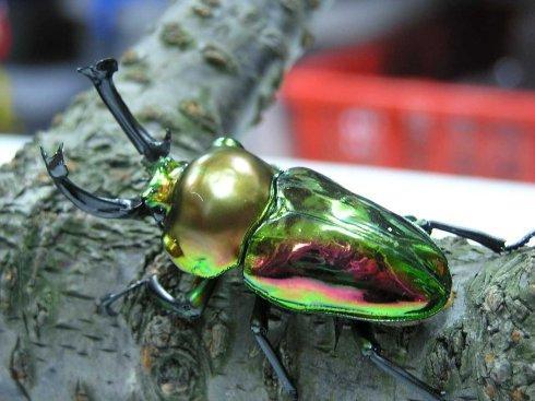 Green Rainbow Stag Beetle (Phalacrognathus muelleri)