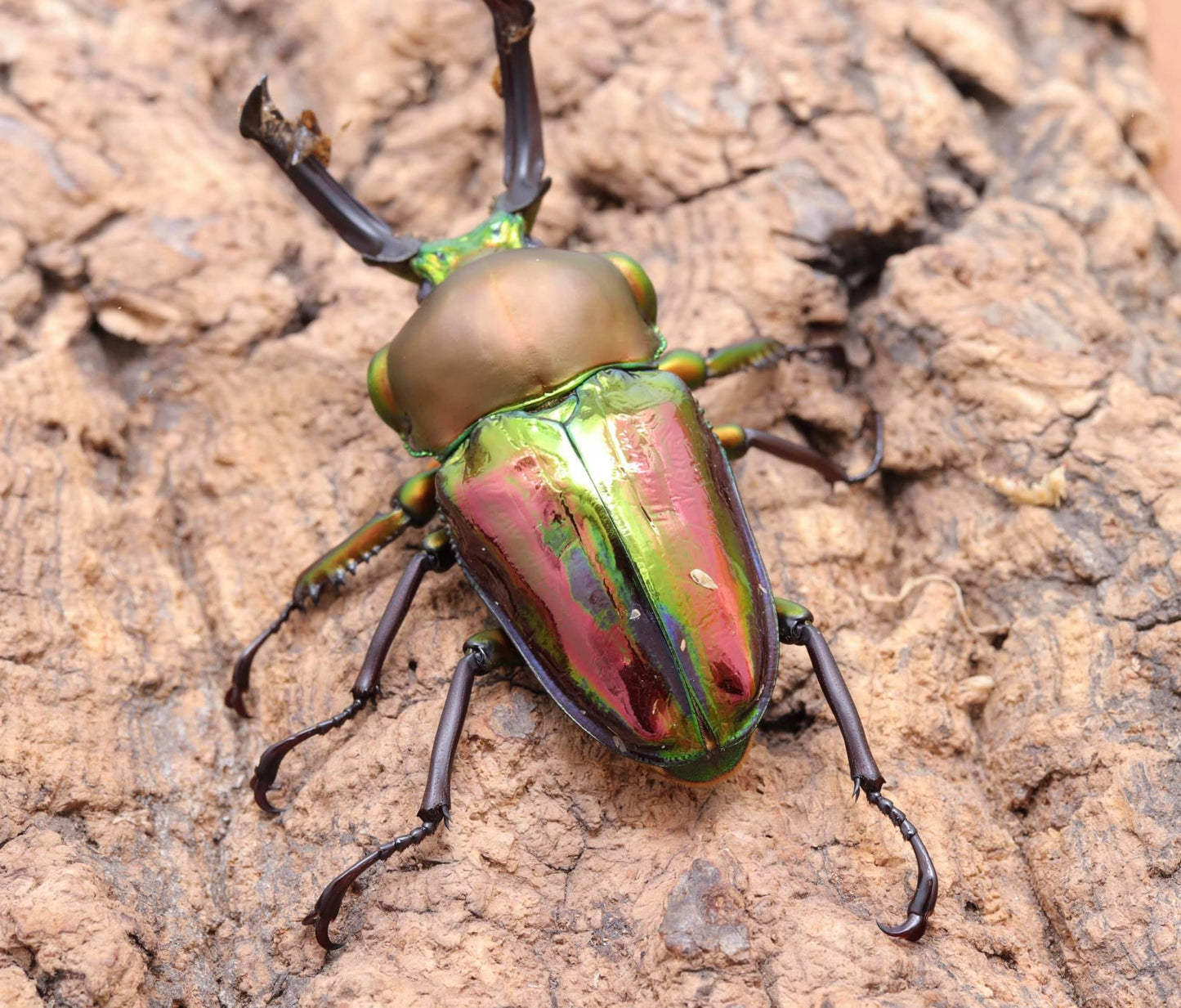 Red Rainbow Stag Beetle (Phalacrognathus muelleri)