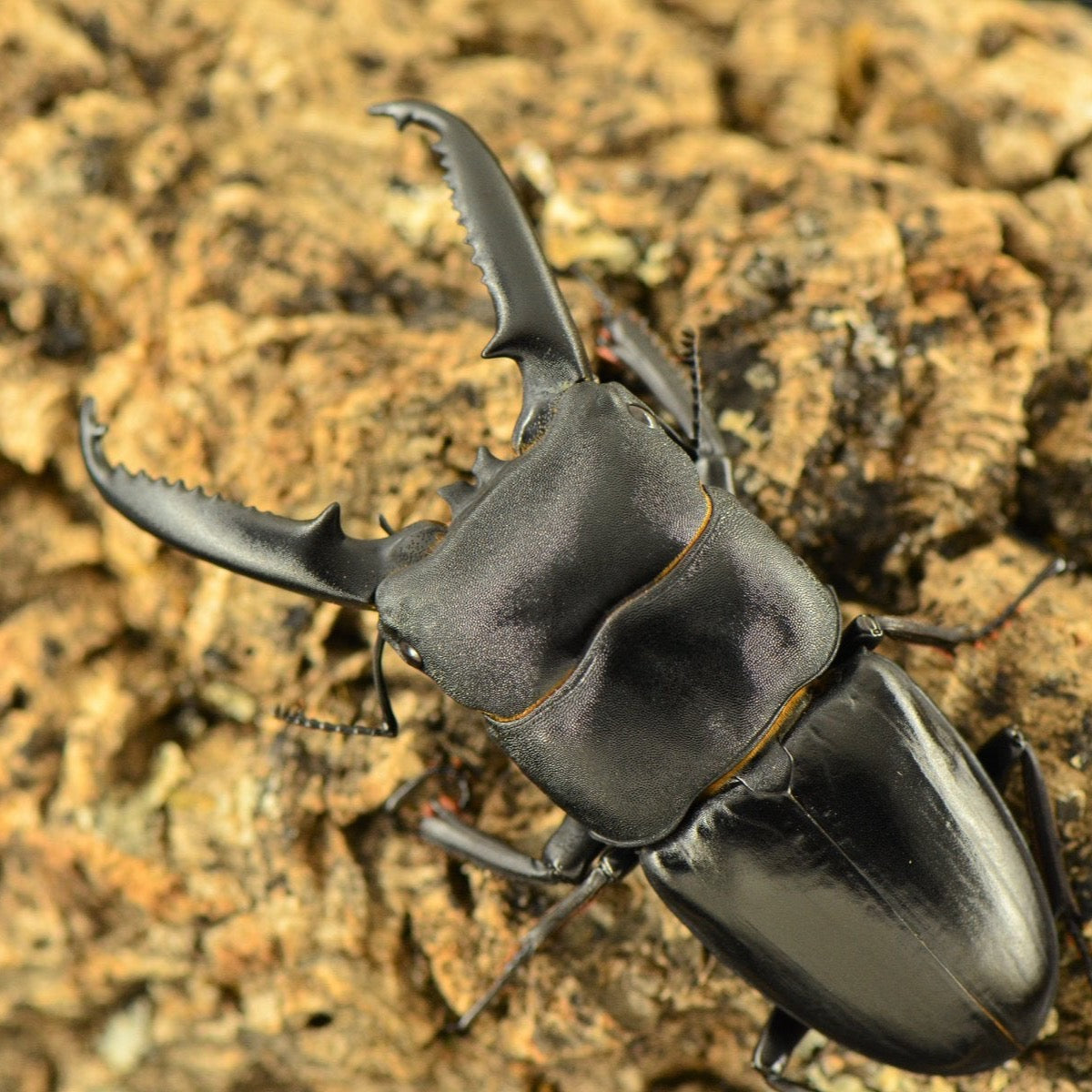 (On Sale!) Long-Jawed Black Stag Beetle (Dorcus Titanus castanicolor)