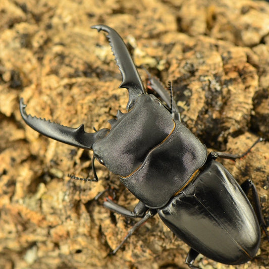 (On Sale!) Long-Jawed Black Stag Beetle (Dorcus Titanus castanicolor)