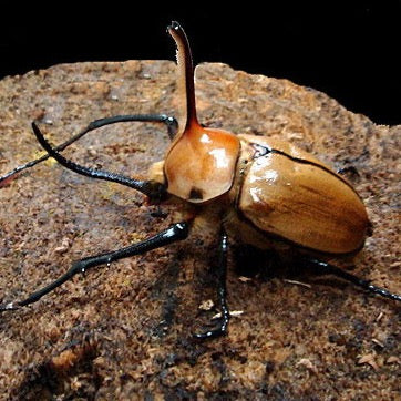 Porter's Rhino Beetle (Golofa porteri)