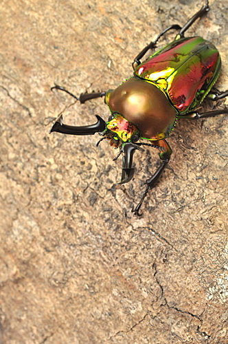 Red Rainbow Stag Beetle (Phalacrognathus muelleri)