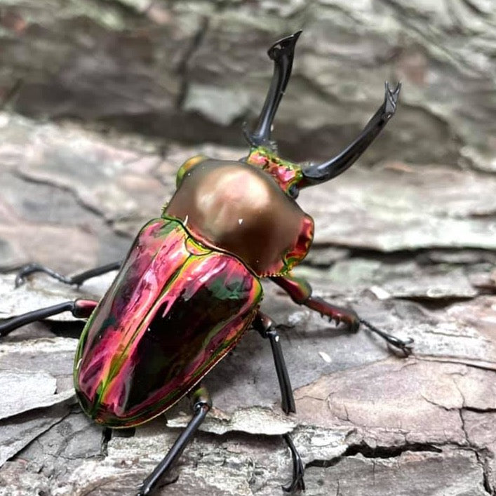 Red Rainbow Stag Beetle (Phalacrognathus muelleri)