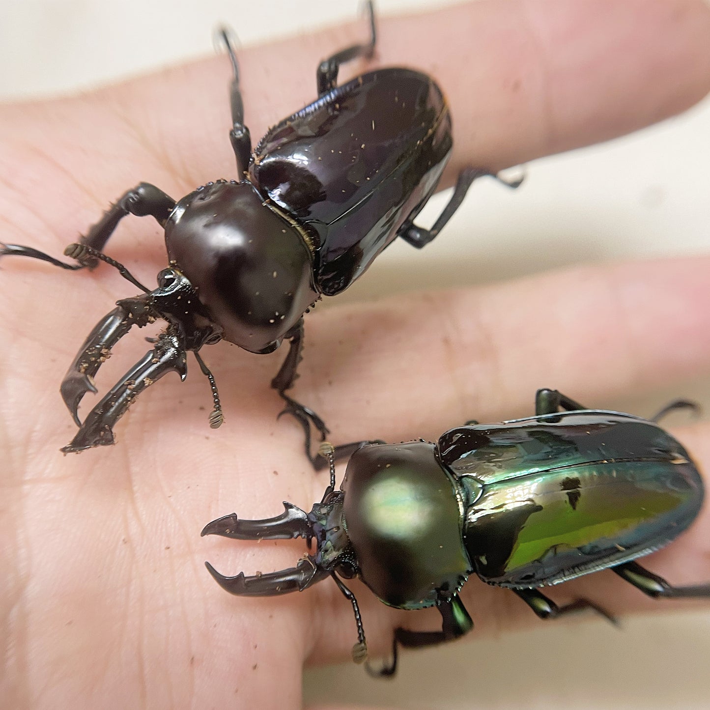 Mixed Color Rainbow Stag Beetle (Phalacrognathus muelleri)
