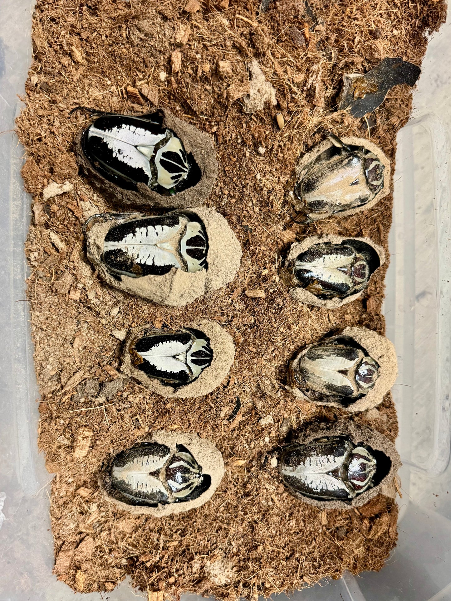 Goliath Beetle Pupation Substrate