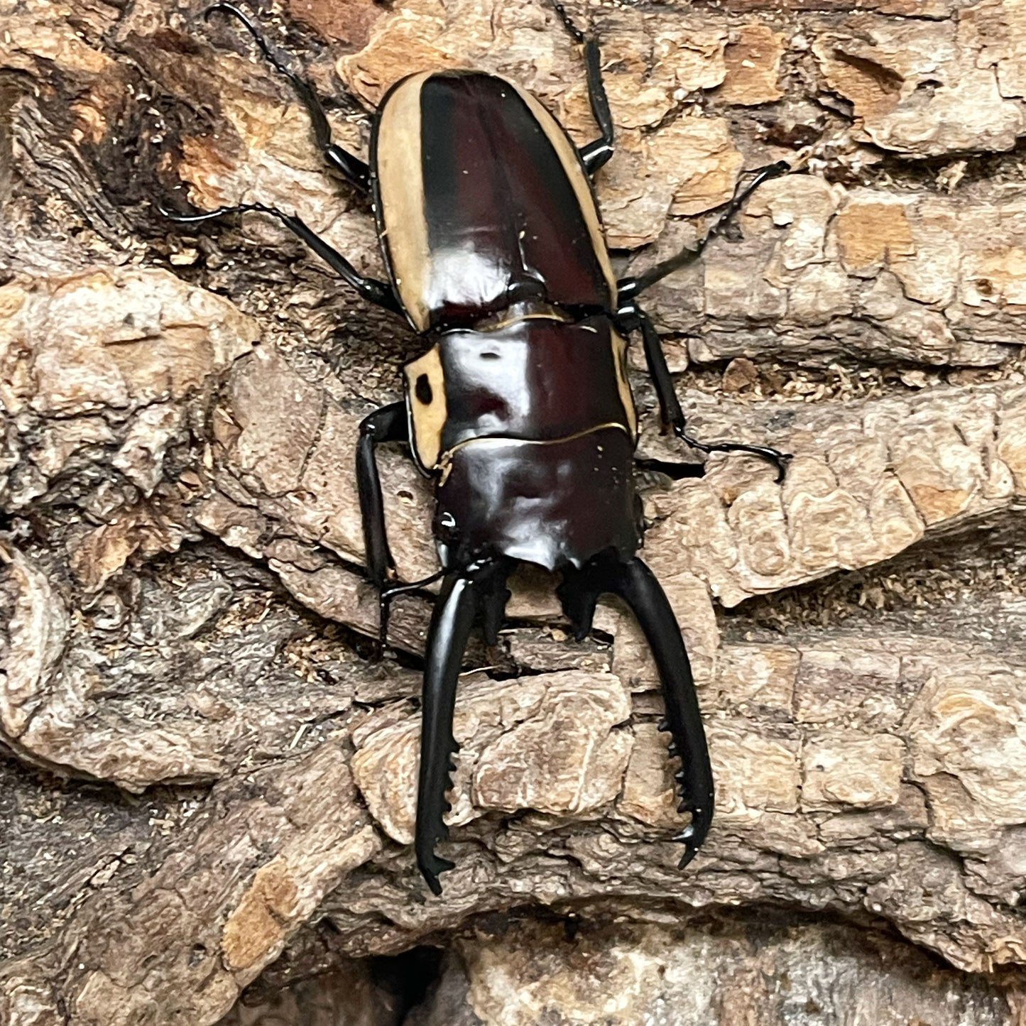 (On Sale!) Bison Sawtooth Stag Beetle (Prosopocoilus bison cinctus)