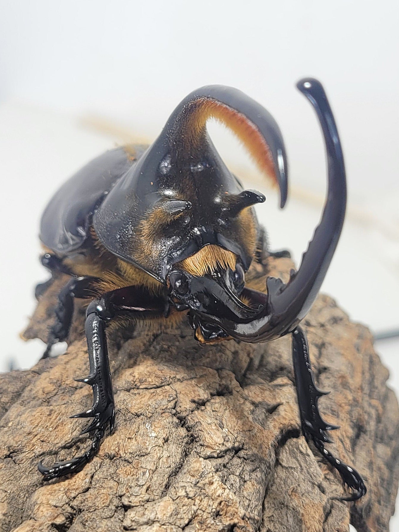 Neptune's Hercules Beetle (Dynastes neptunus)