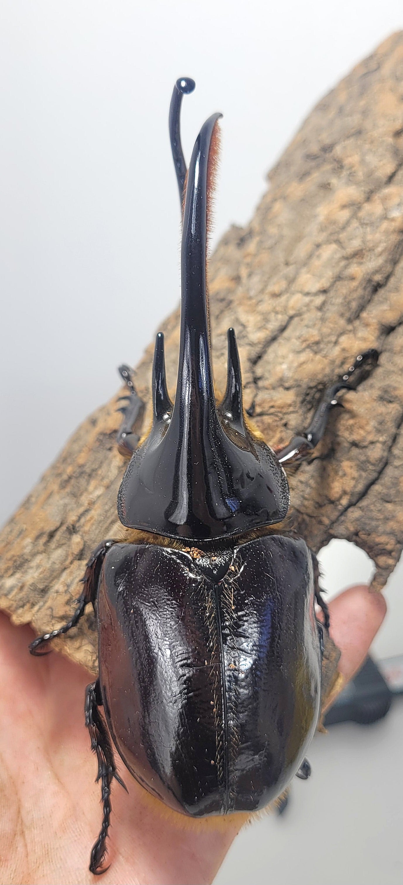 Neptune's Hercules Beetle (Dynastes neptunus)