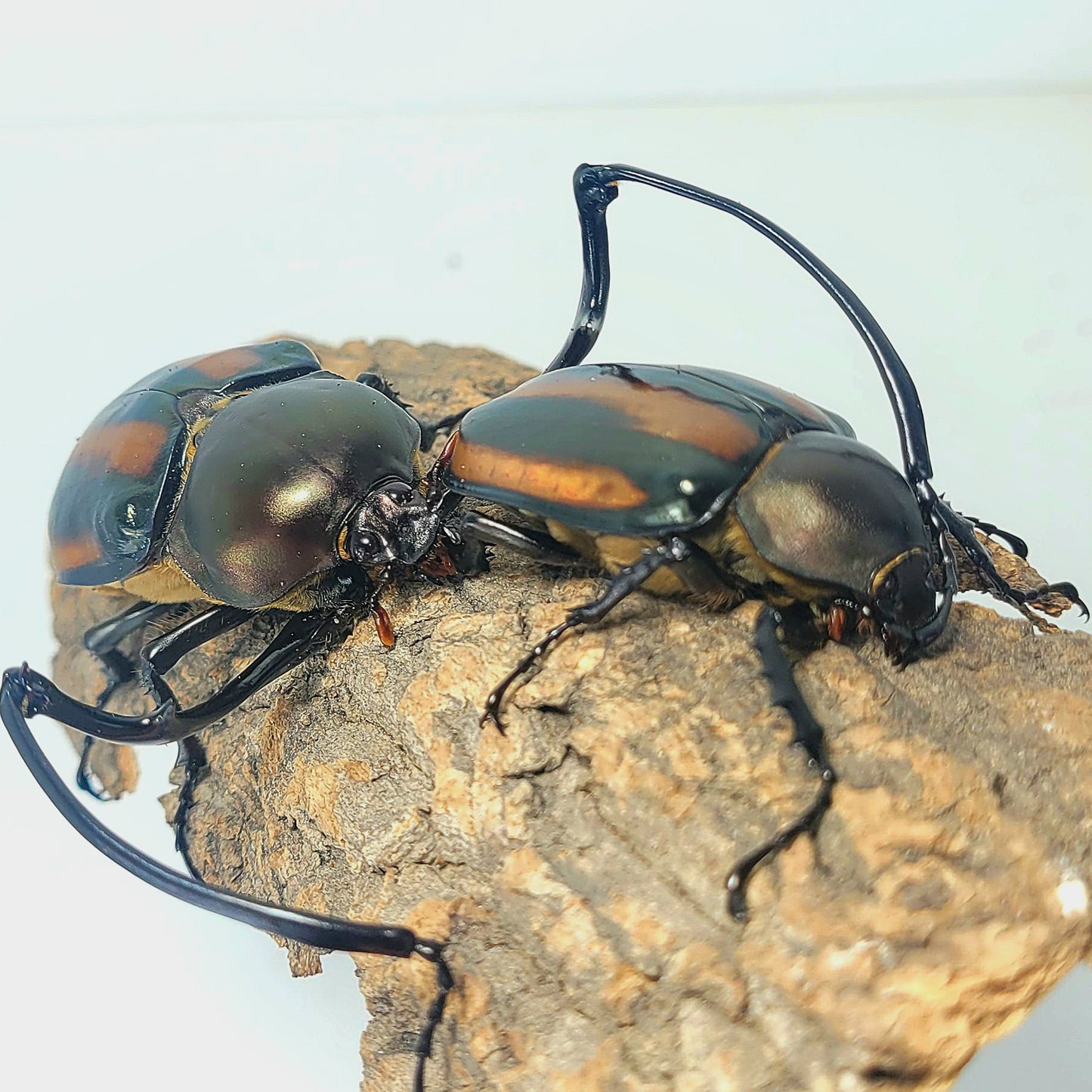 order insects online