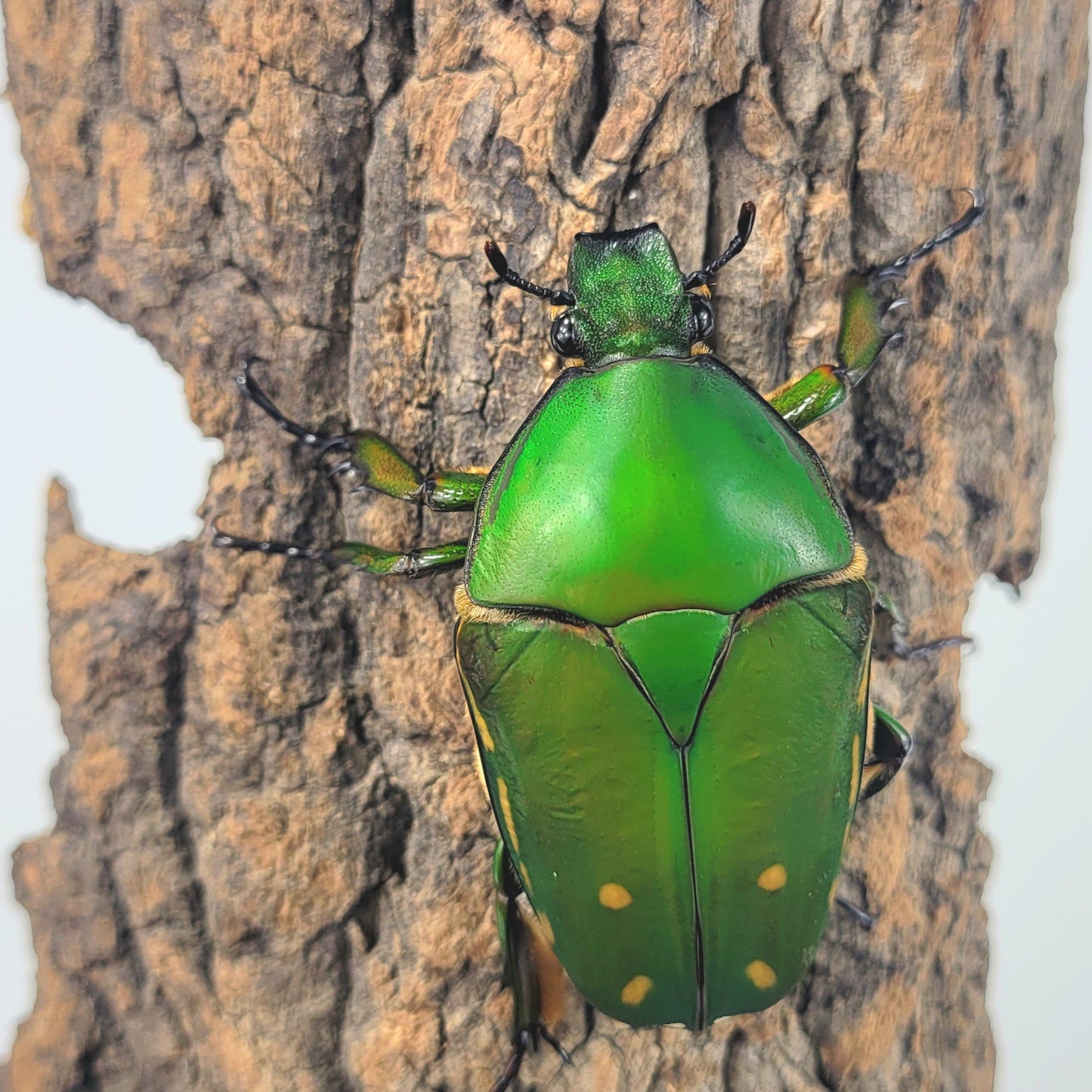 Mecynorrhina torquata immaculicollis