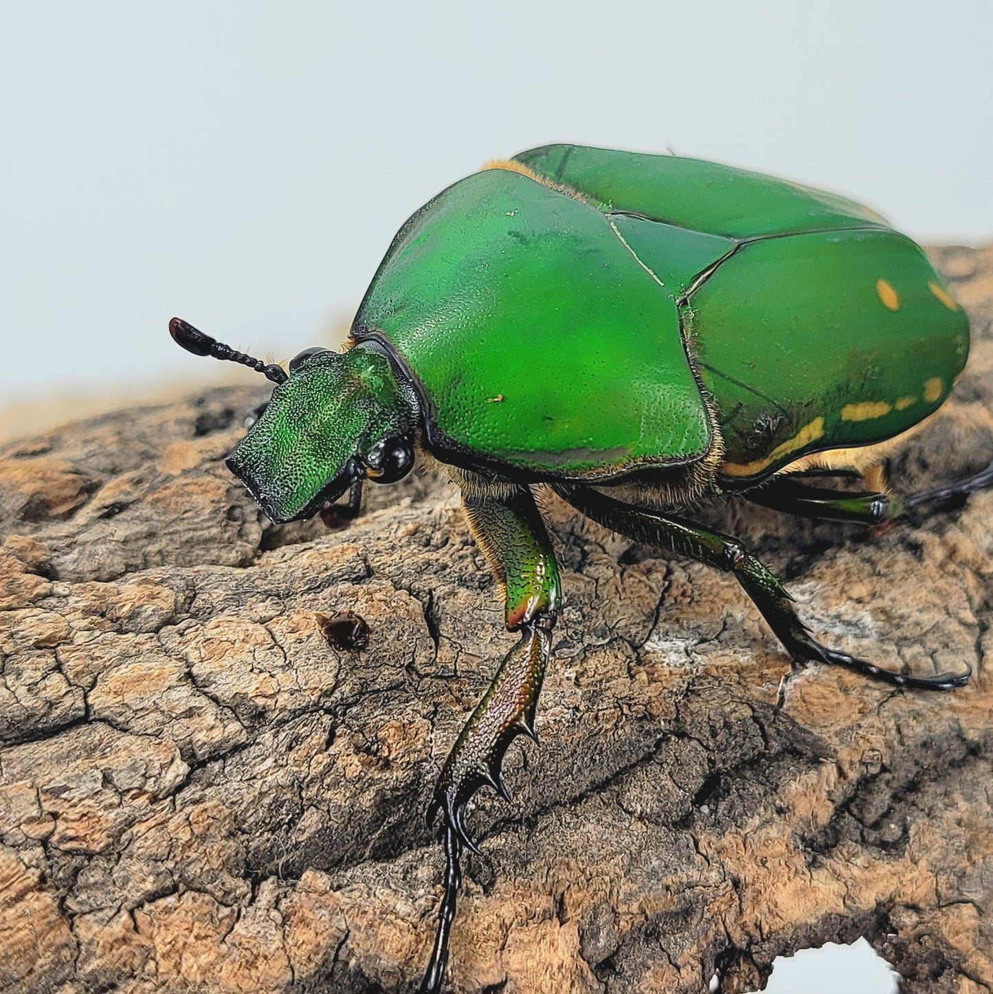 Mecynorrhina torquata immaculicollis