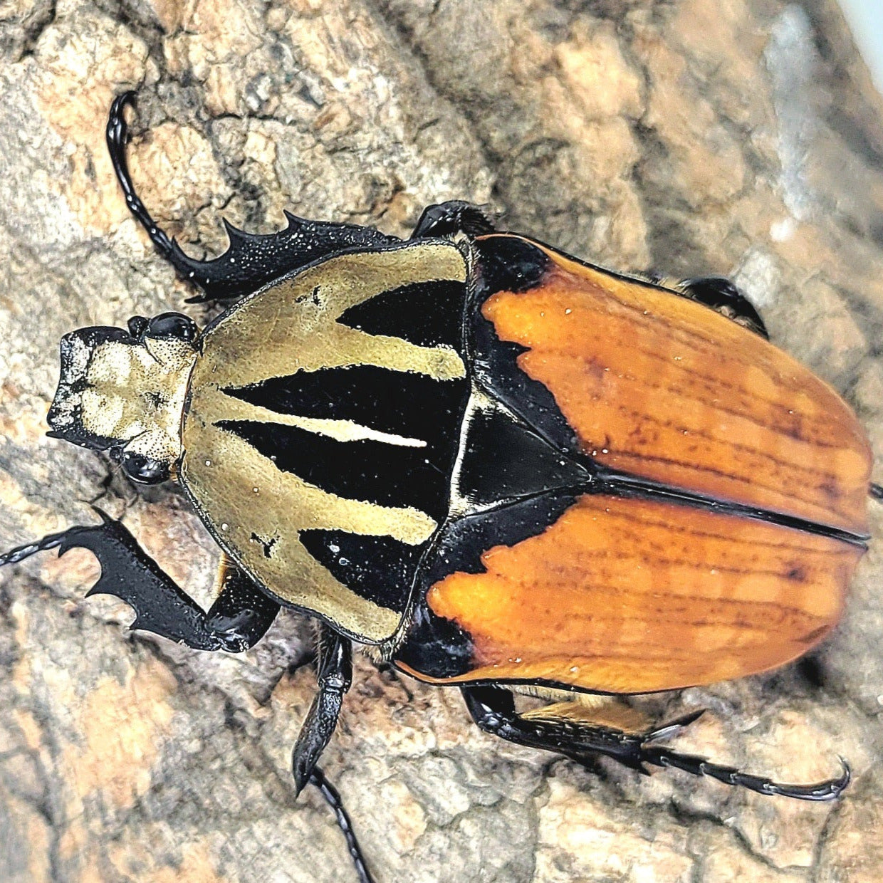 Oberthuri Flower Beetle (Mecynorhina oberthuri)