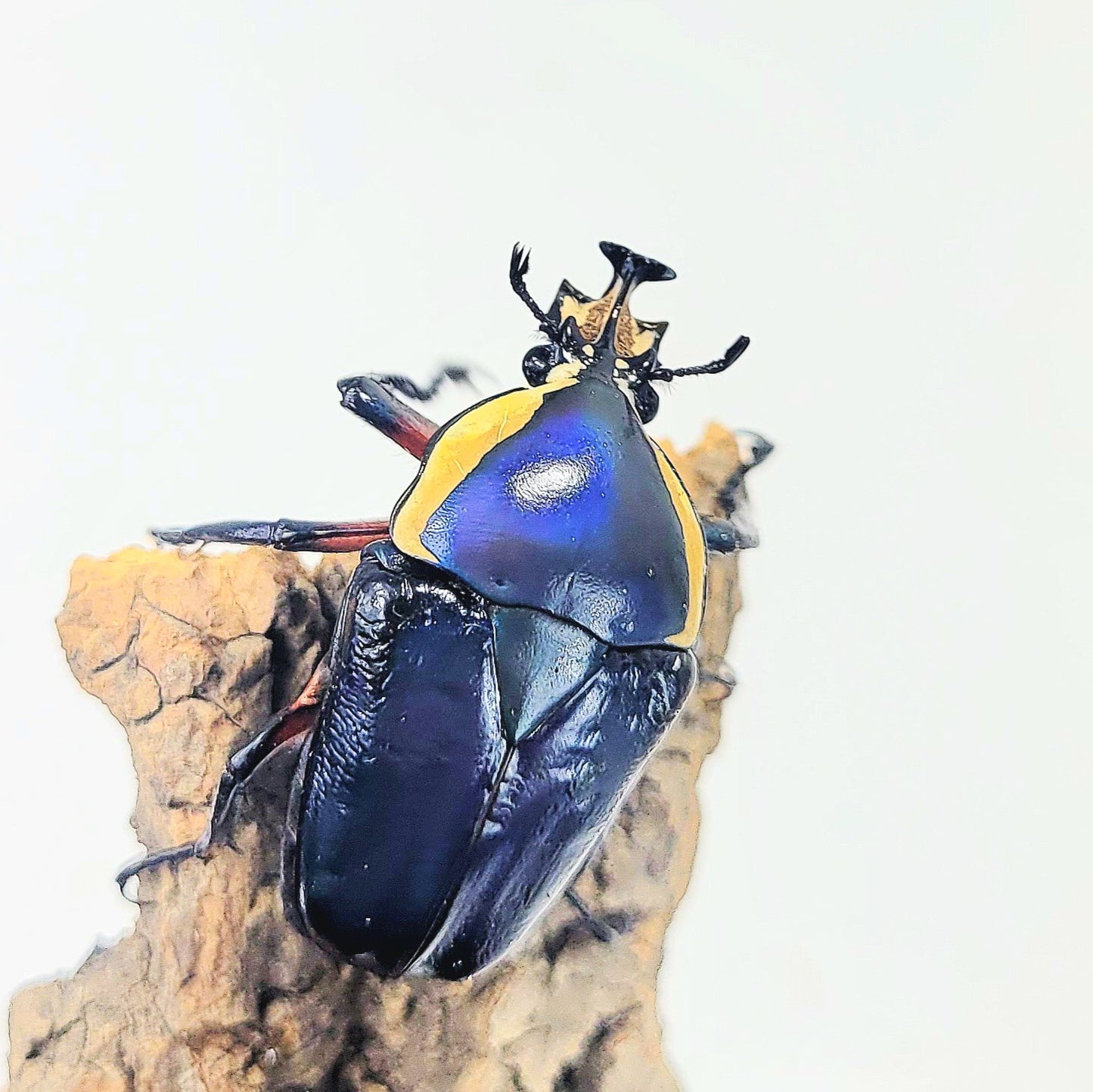 Blue Derby Flower Beetle (Dicronorhina derbyana)