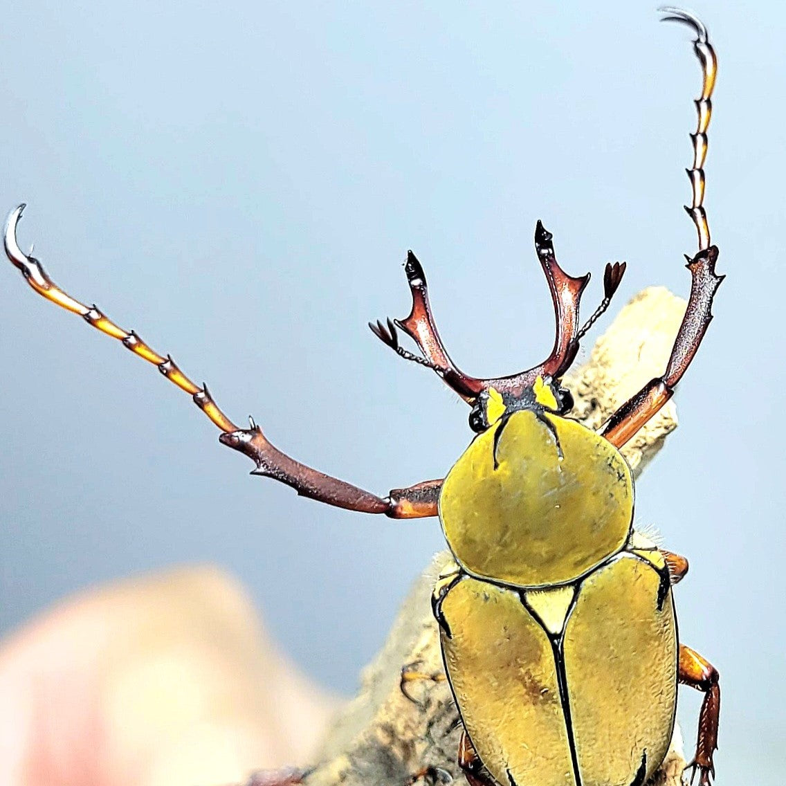 Dicronocephalus wallichi bourgoini