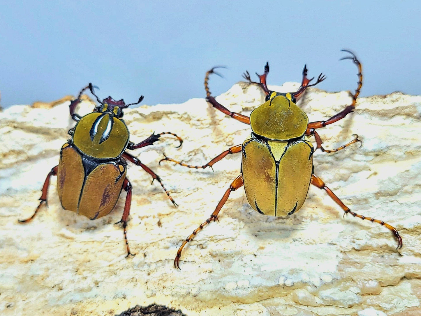 Dicronocephalus wallichi bourgoini