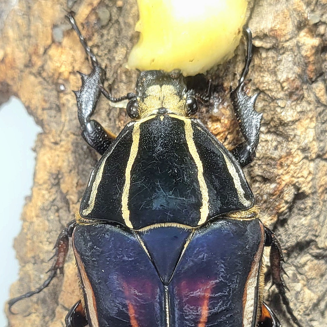 Giant Flower Beetle (Mecynorhina torquata ugandensis) (Blue)