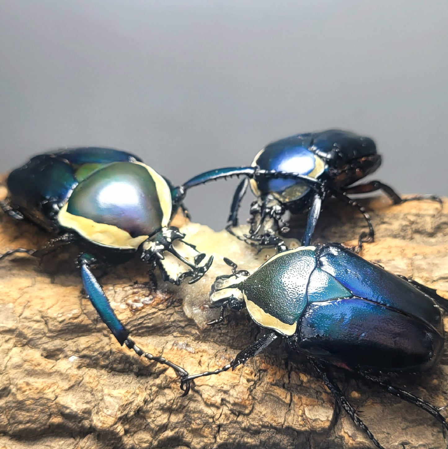 Blue Derby Flower Beetle (Dicronorhina derbyana)