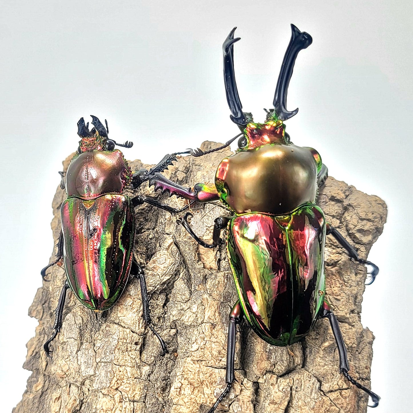 Red Rainbow Stag Beetle (Phalacrognathus muelleri)