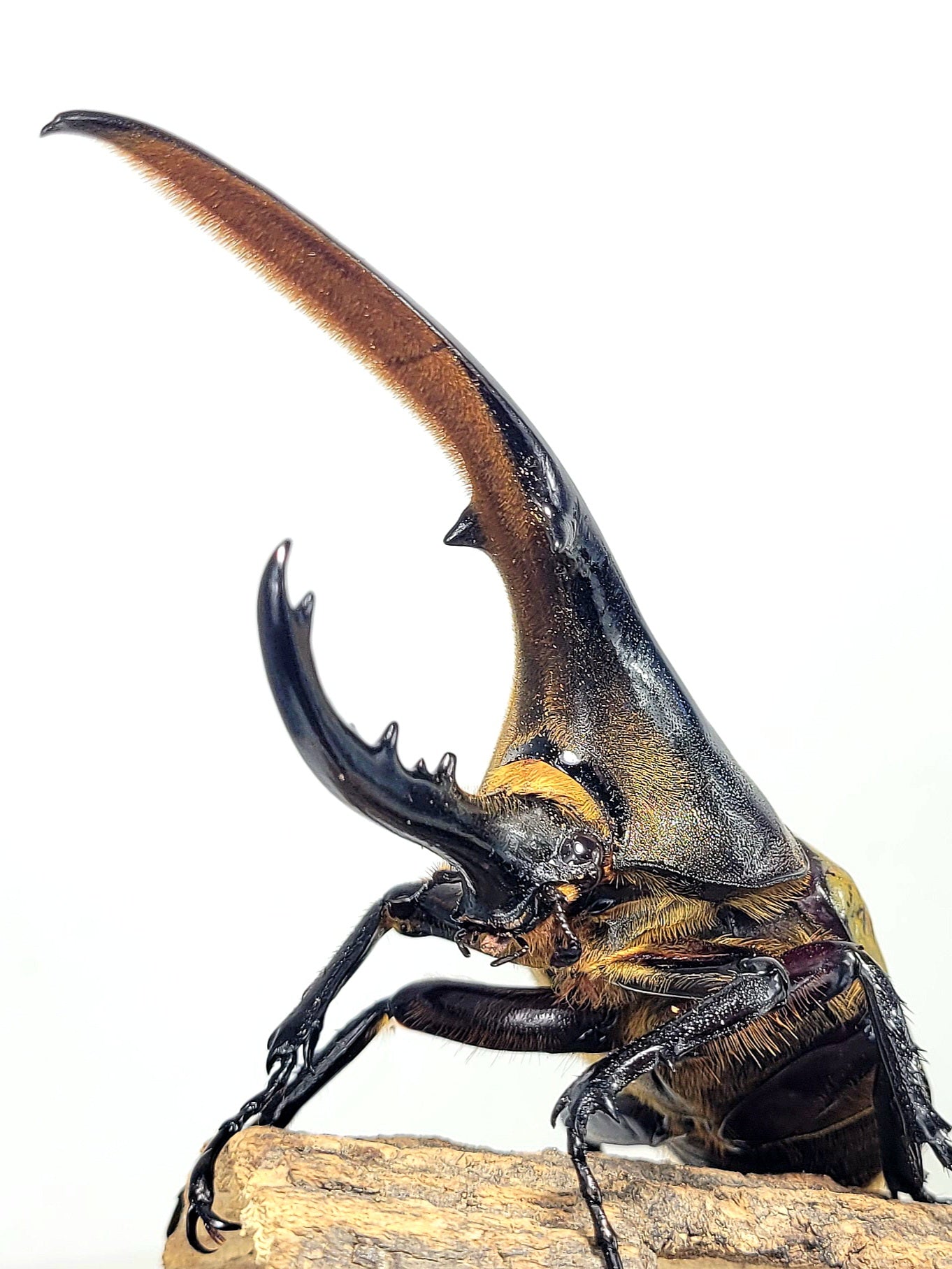 Hercules Beetle (Dynastes hercules hercules)
