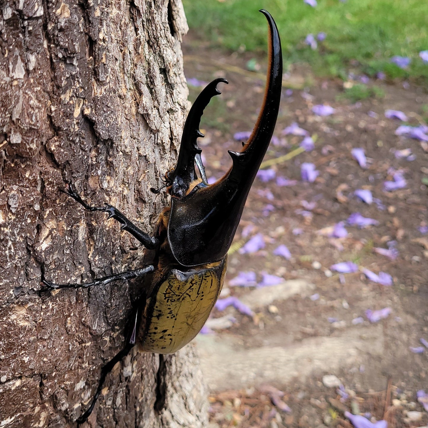 Hercules Beetle (Dynastes hercules hercules)