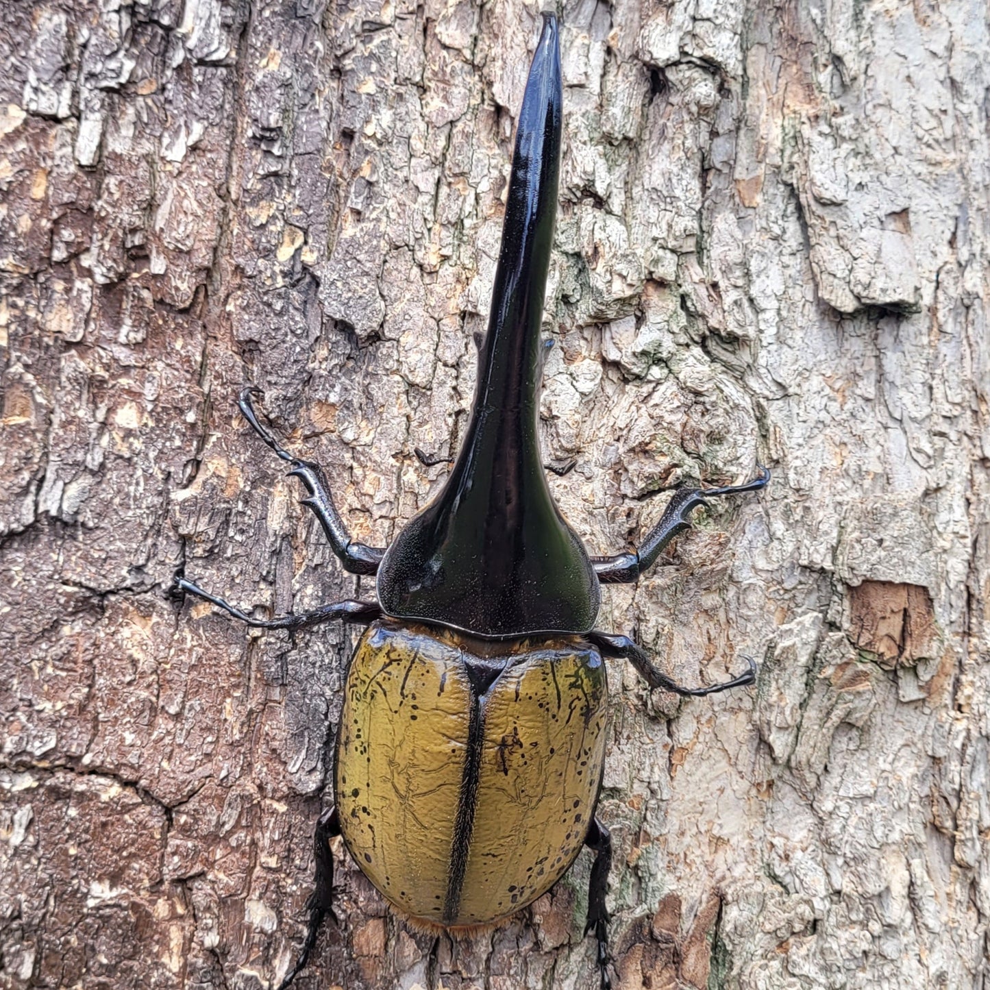 Hercules Beetle (Dynastes hercules hercules)