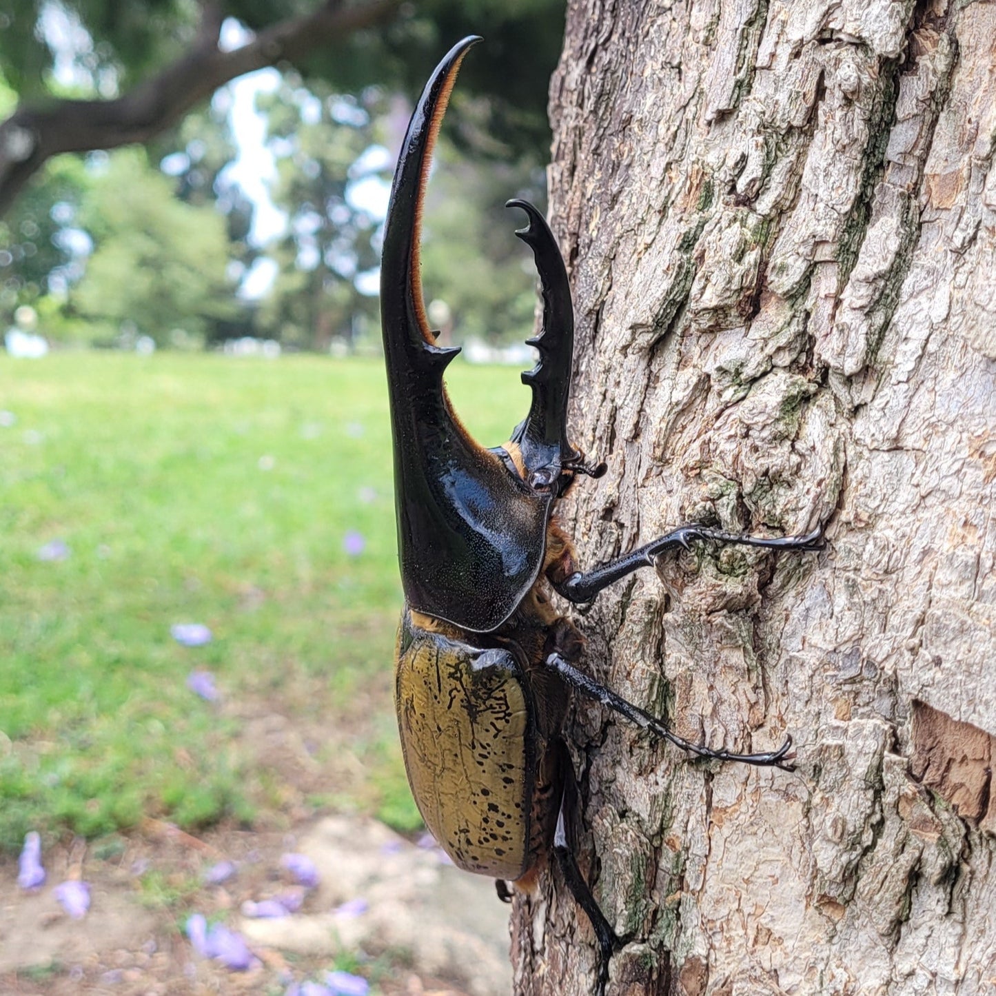 Hercules Beetle (Dynastes hercules hercules)