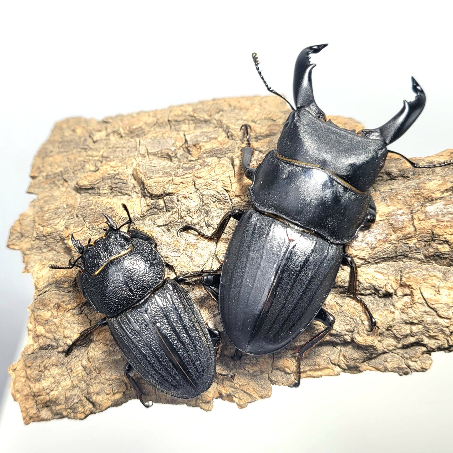 best pet insects