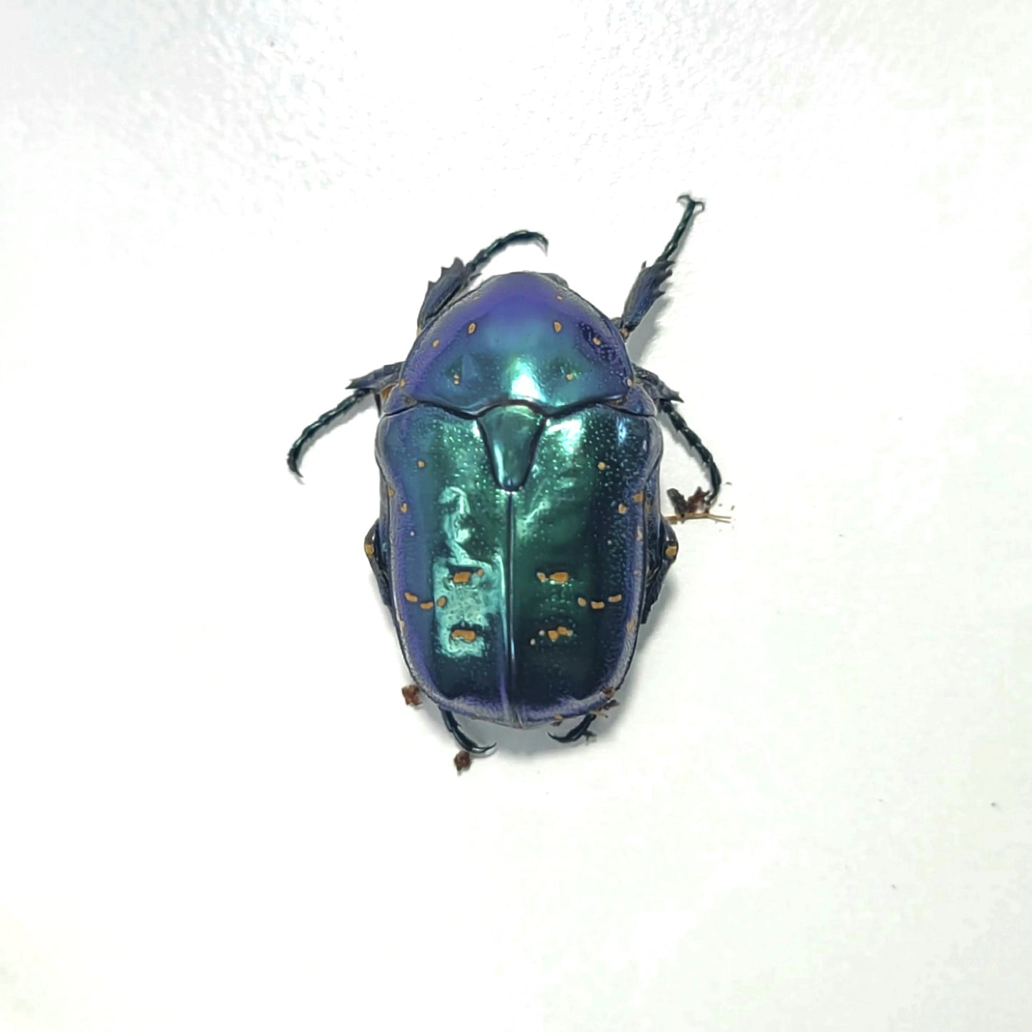 Taiwanese Spurred Flower Beetle (Protaetia inquinata)