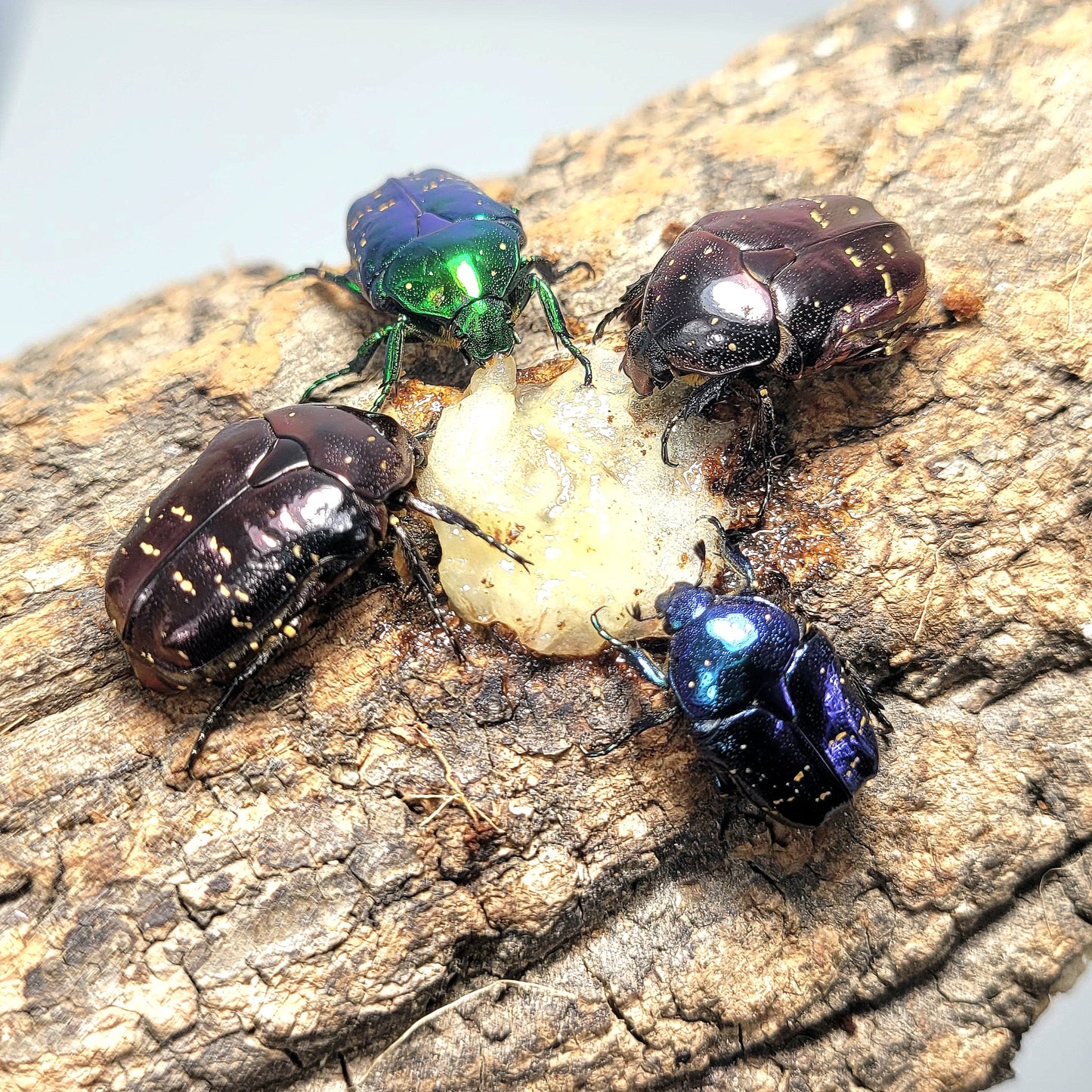 Taiwanese Spurred Flower Beetle (Protaetia inquinata)