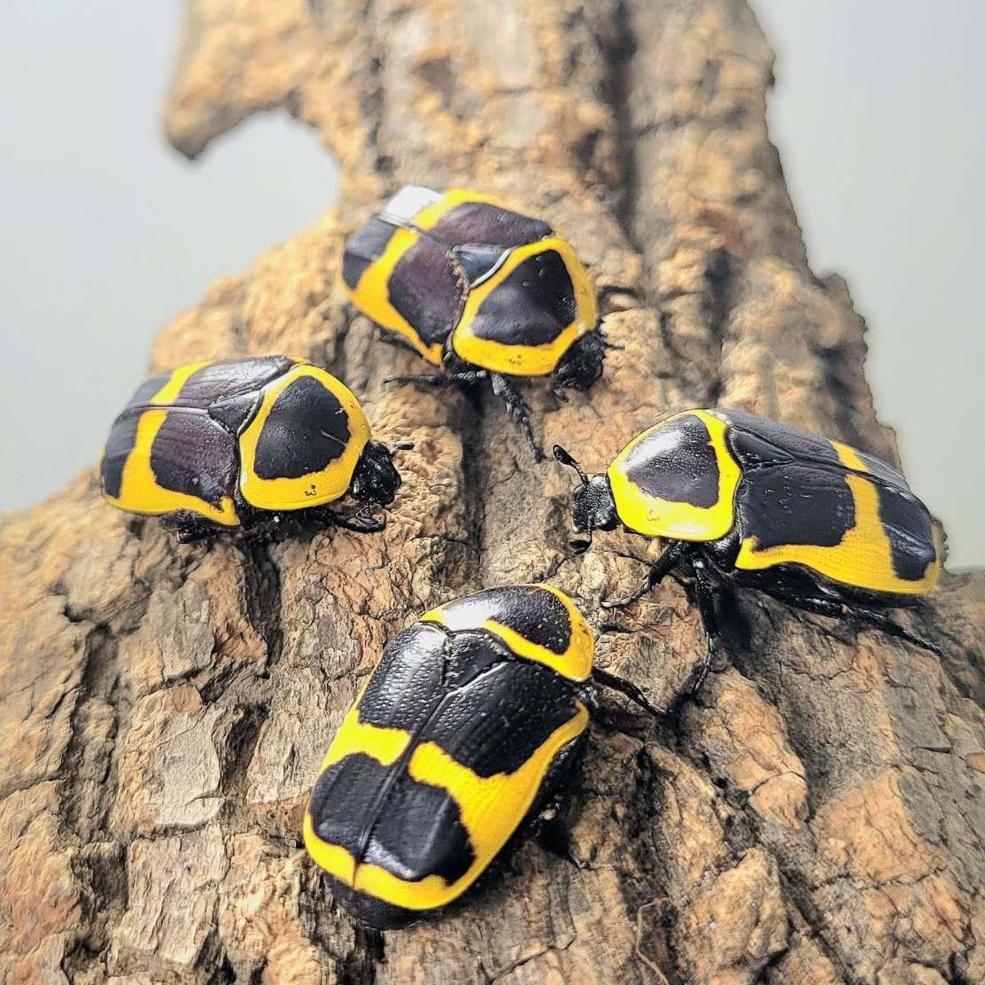 Pachnoda savigny – James' Beetle Farm Pachnoda savigny – James' Beetle Farm