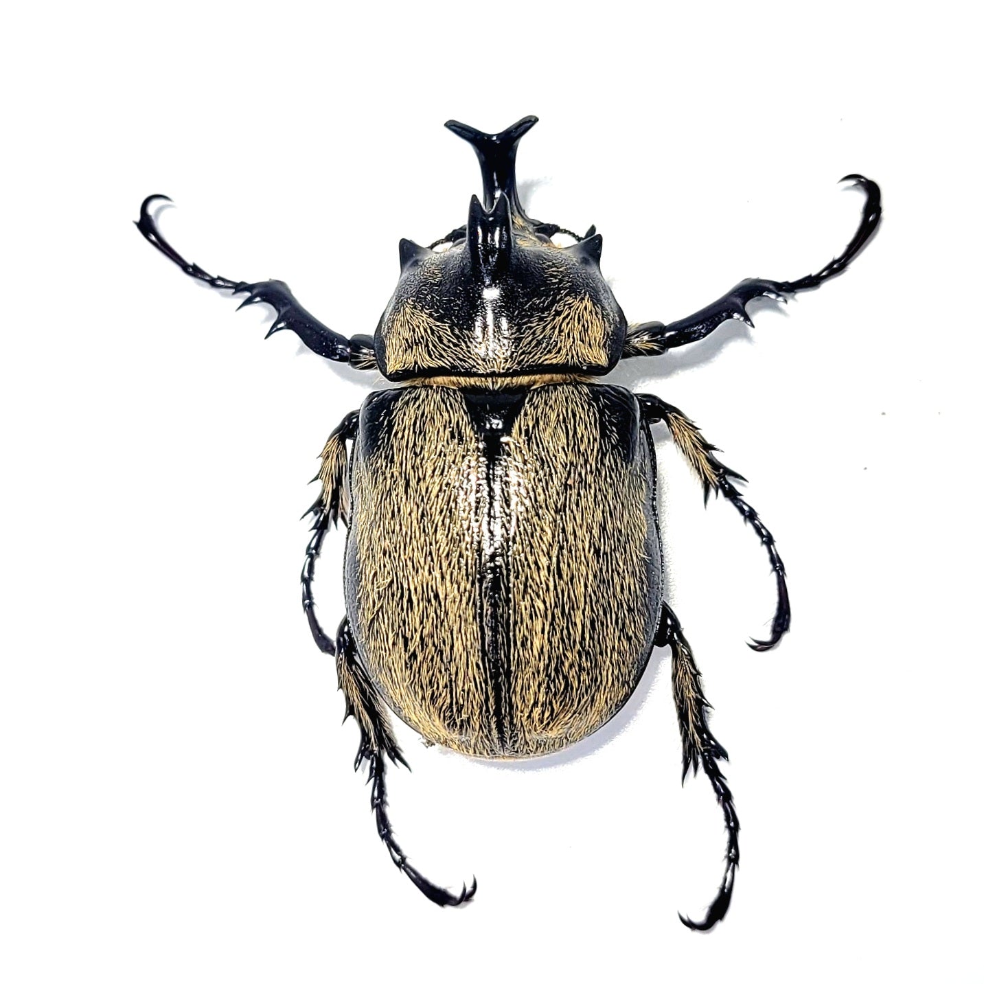 order insects online