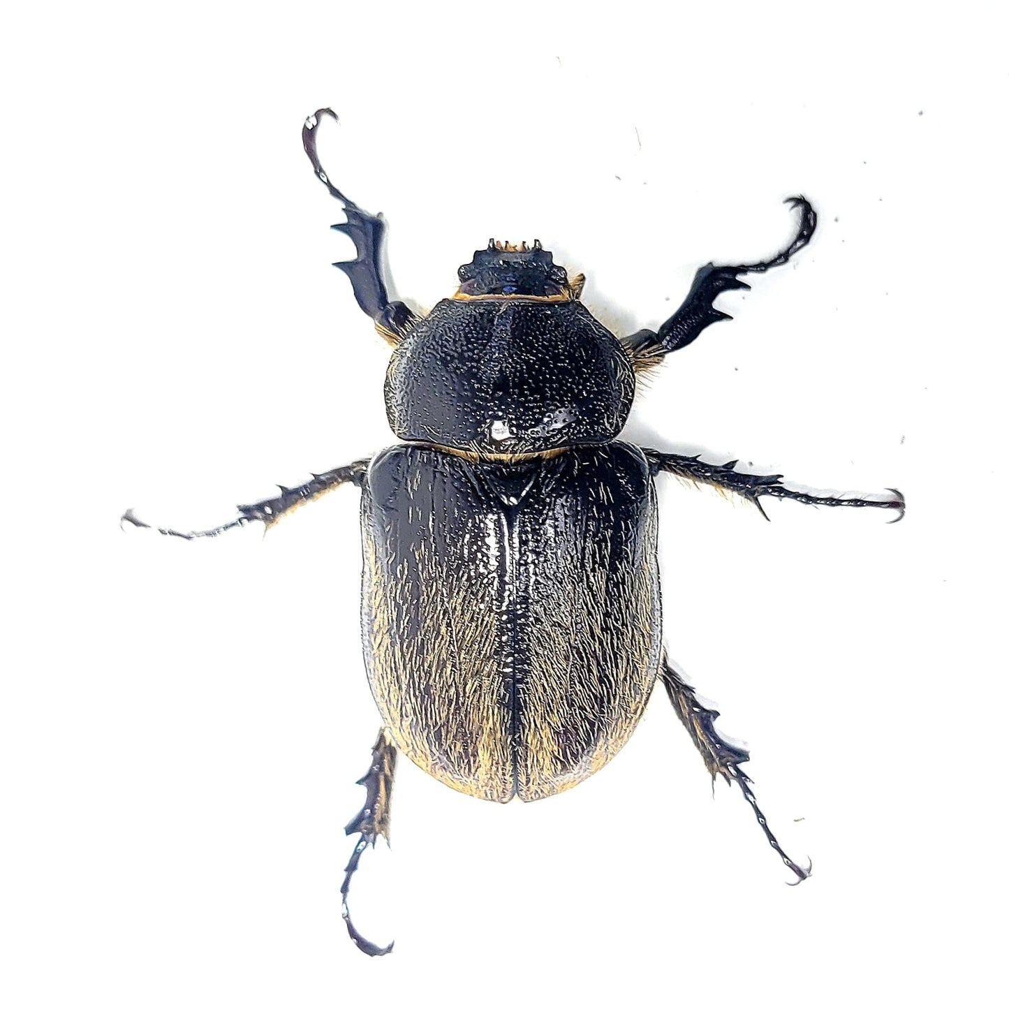 order insects online