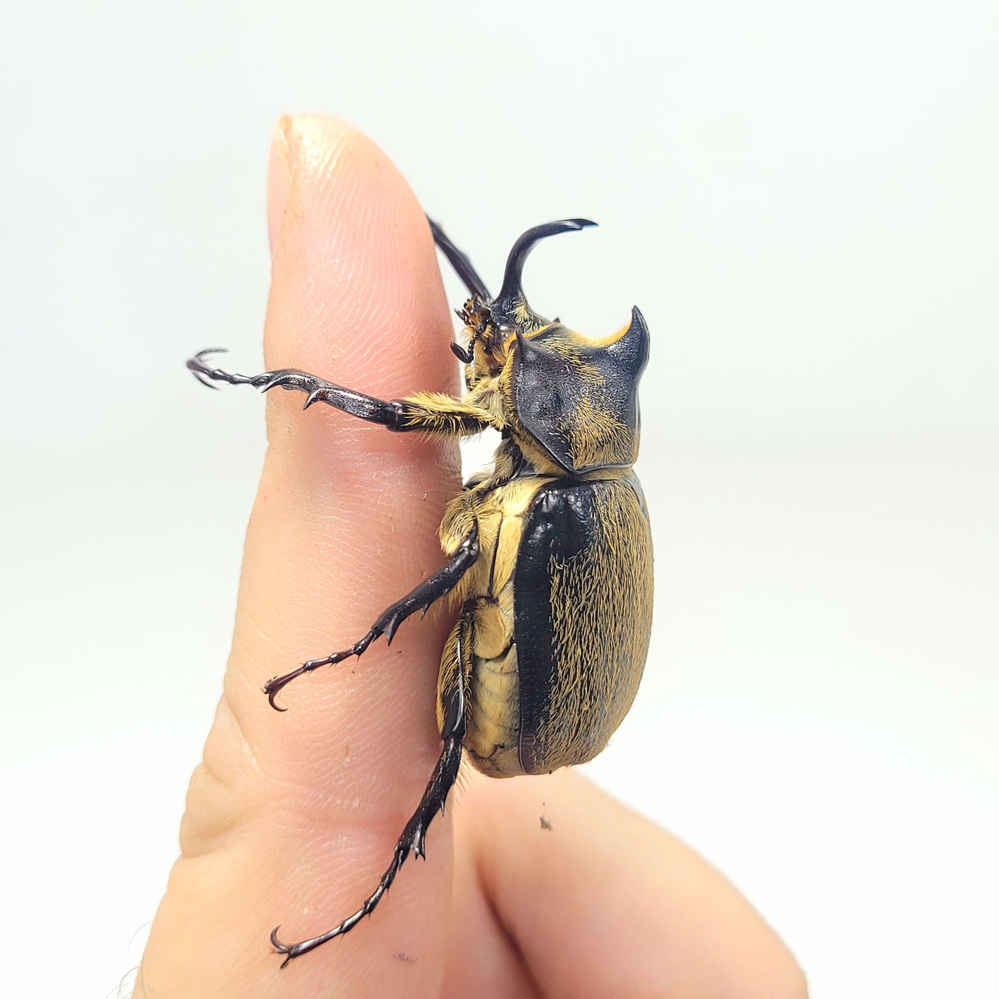 order insects online
