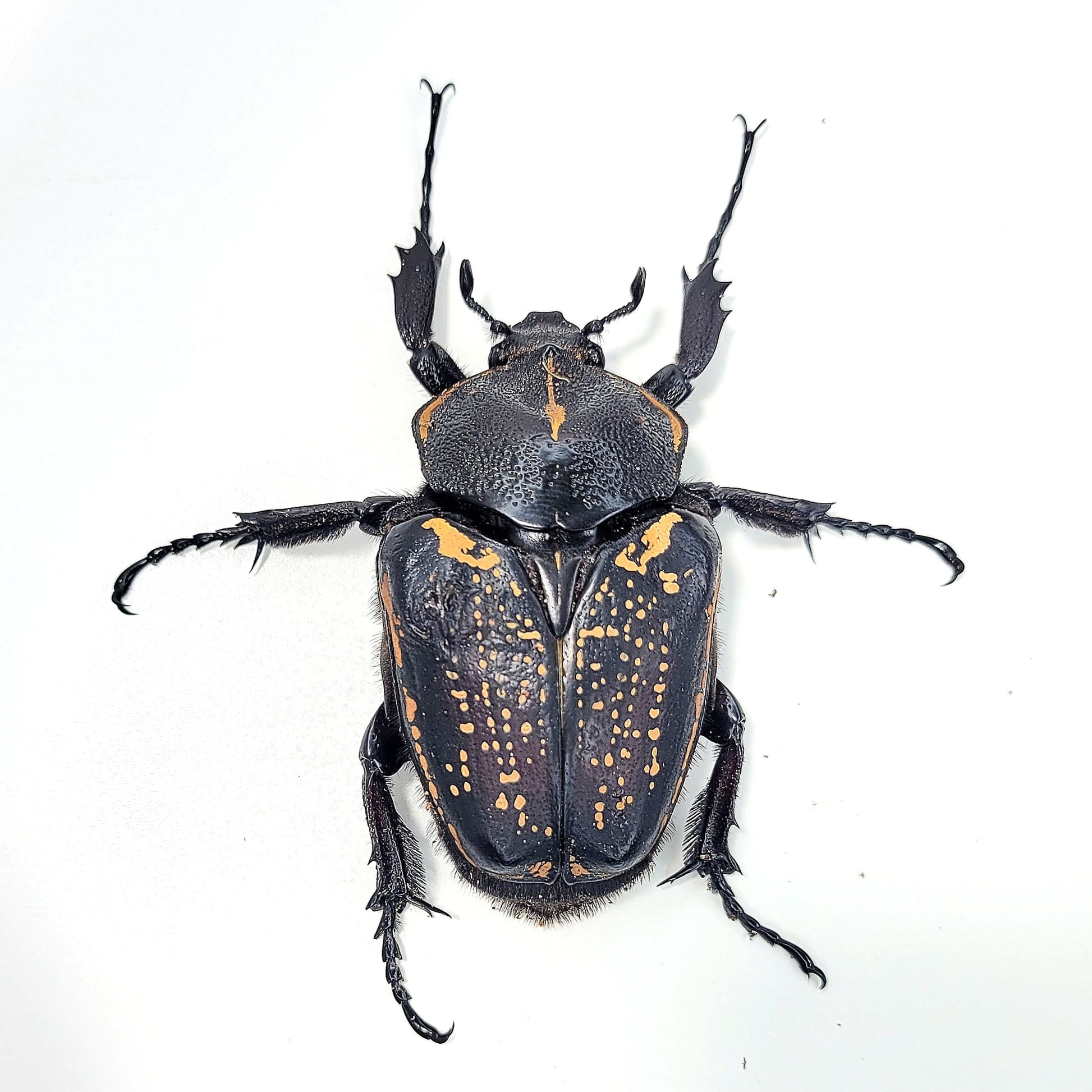 order insects online