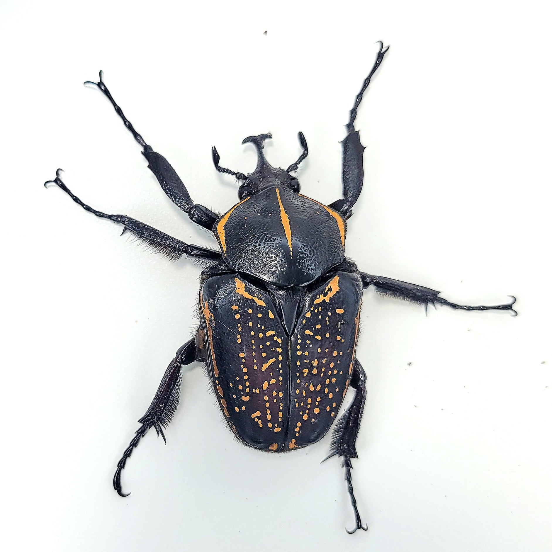 order insects online