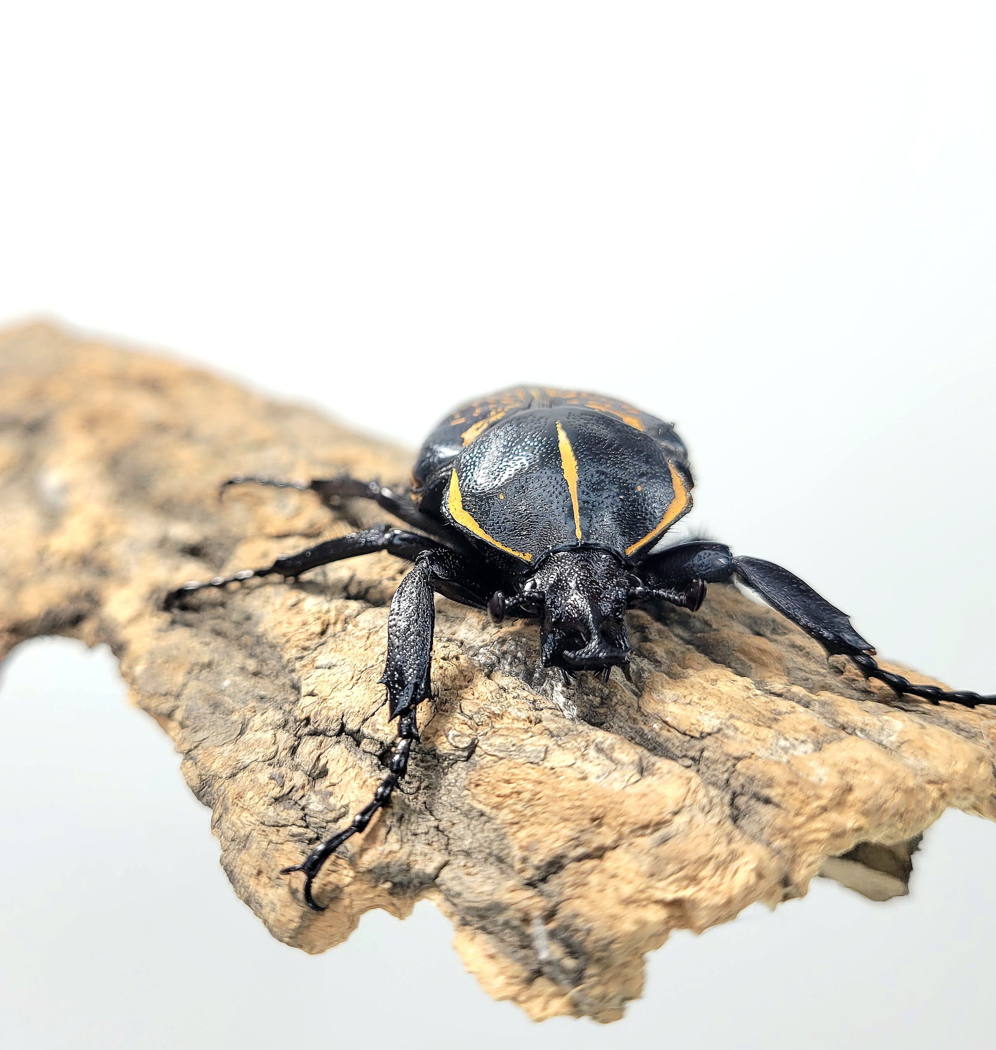 order insects online