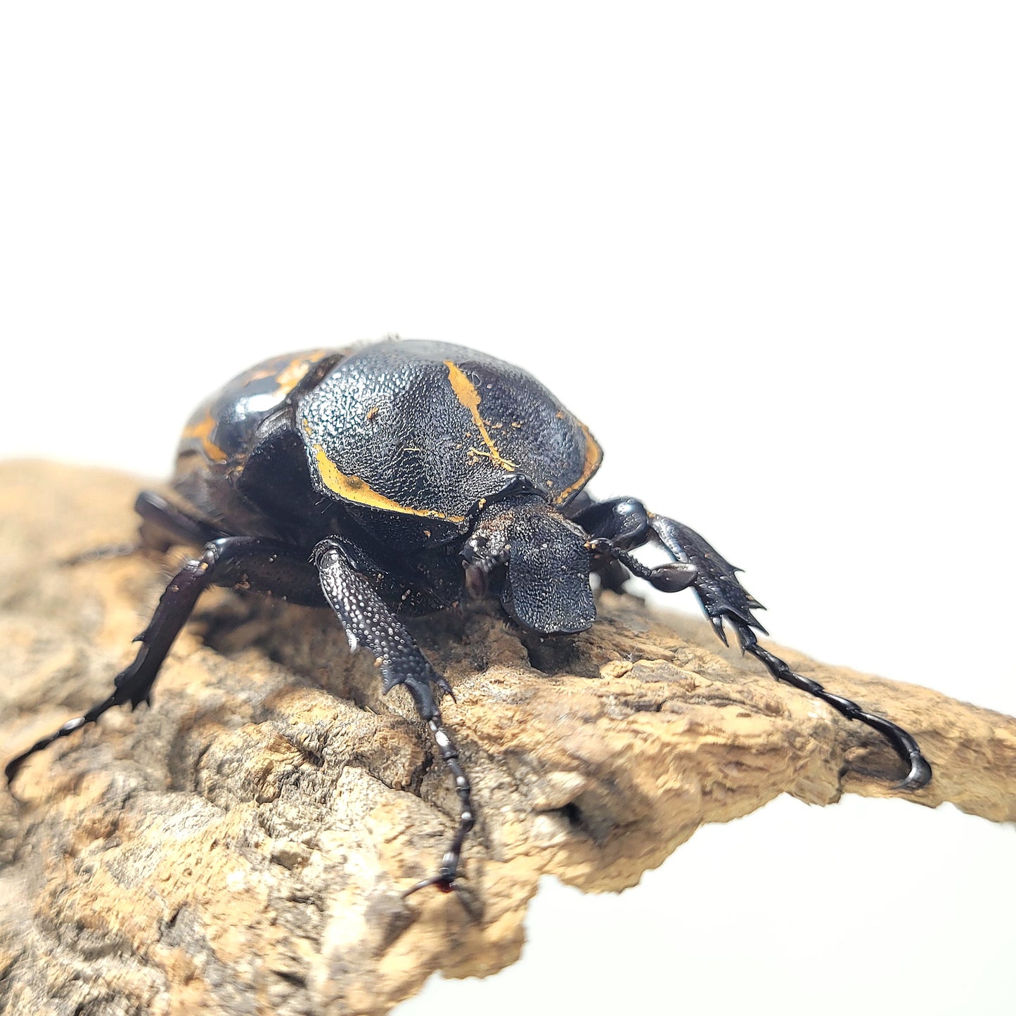 order insects online