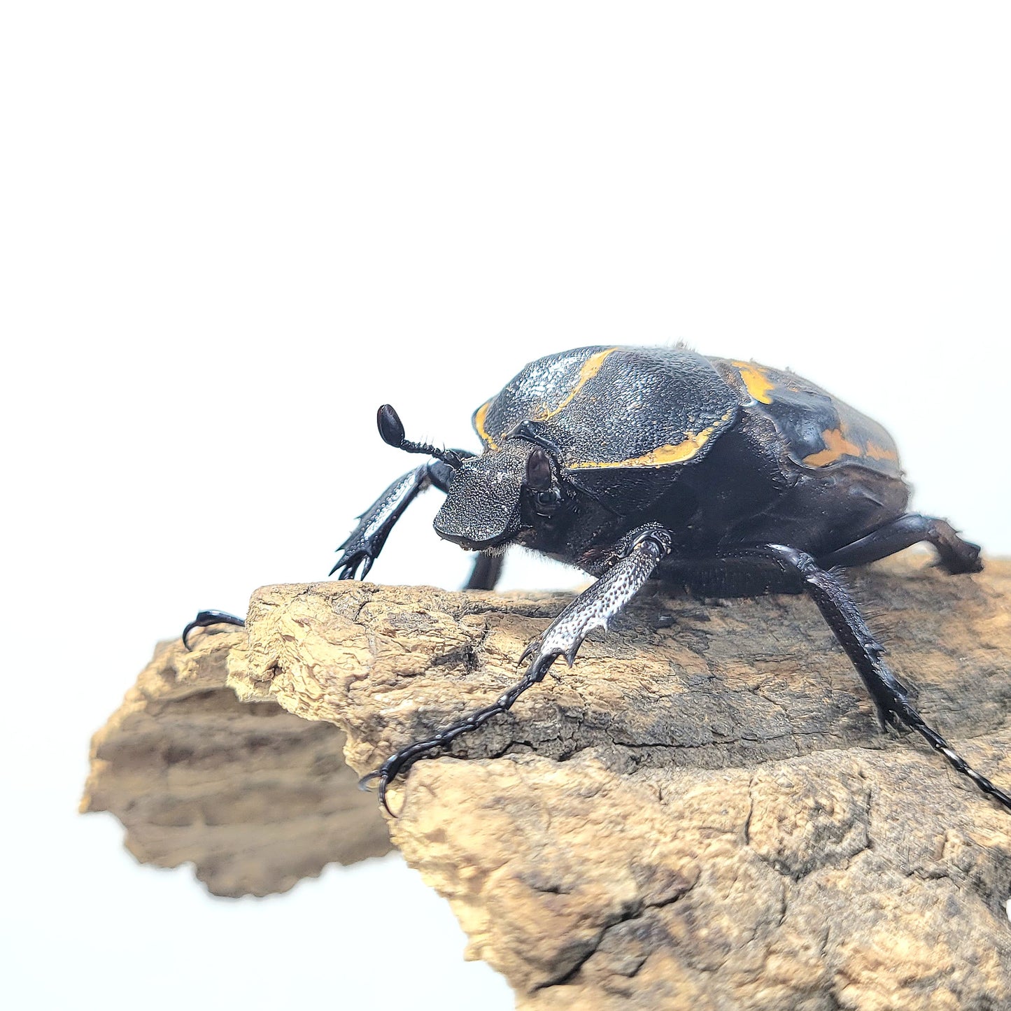 order insects online