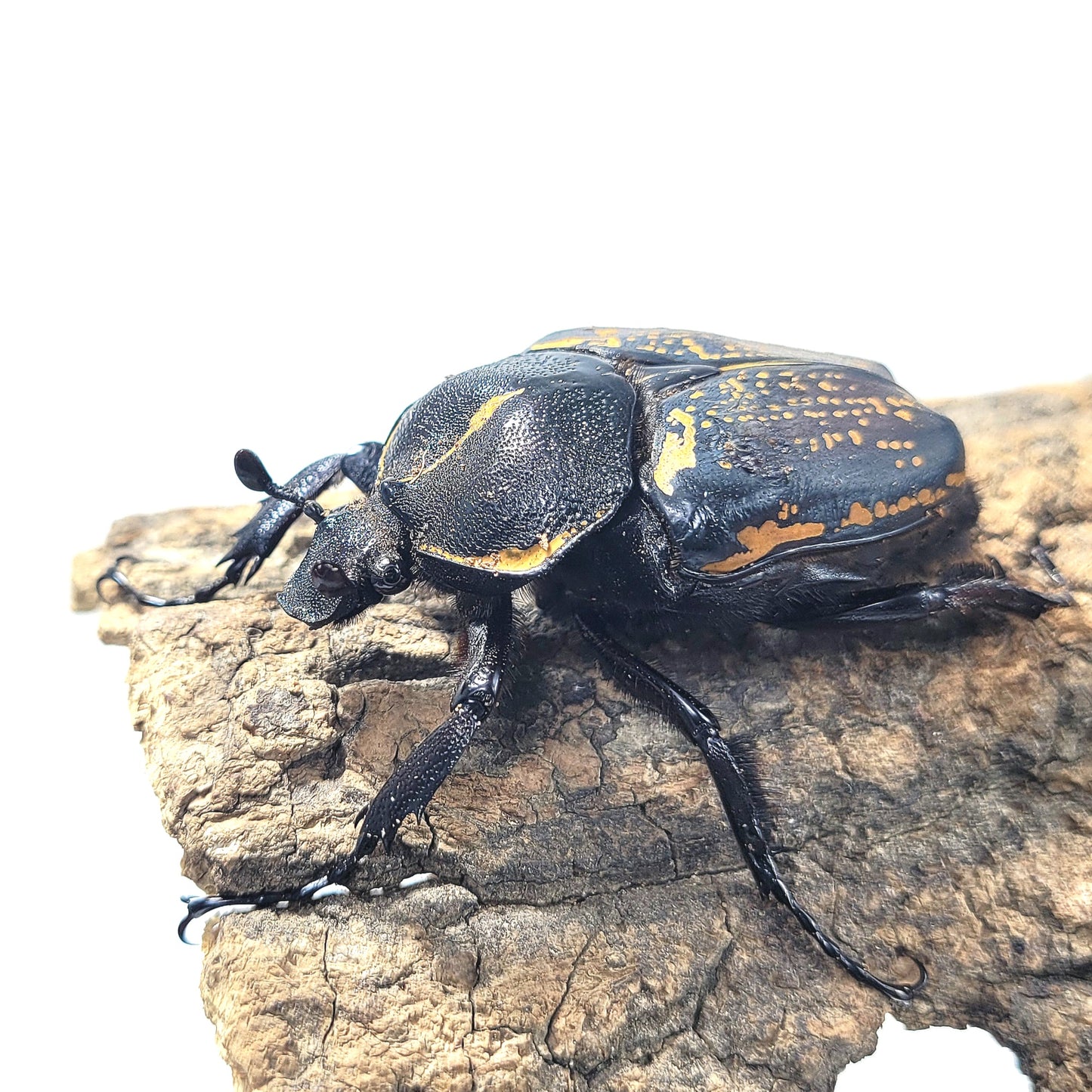 order insects online