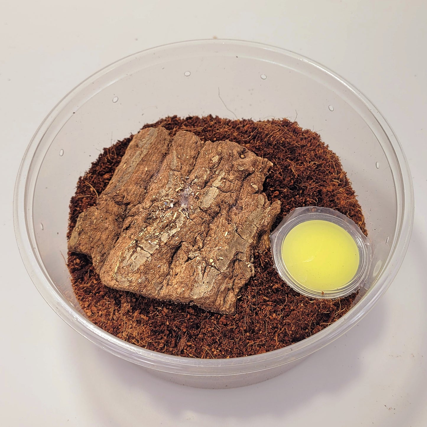 order insects online