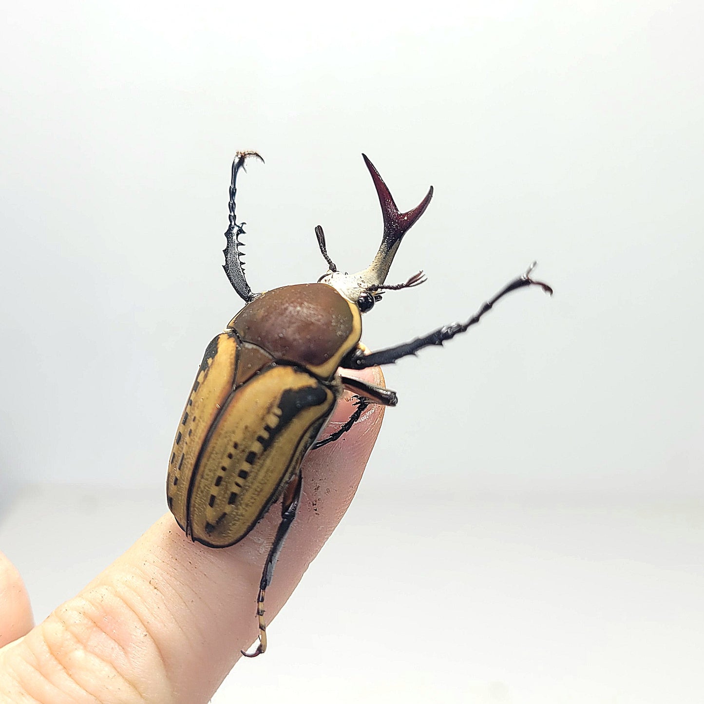 live insects for sale