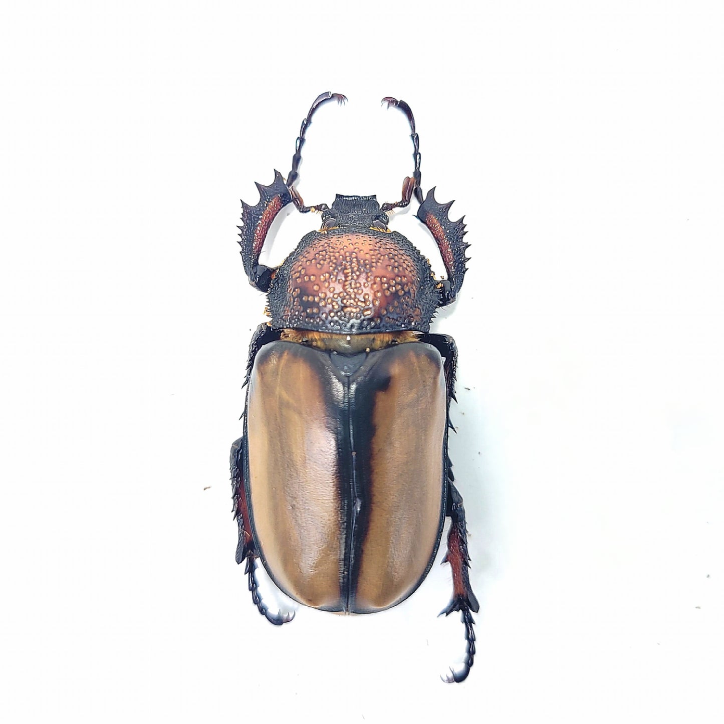 live insects for sale