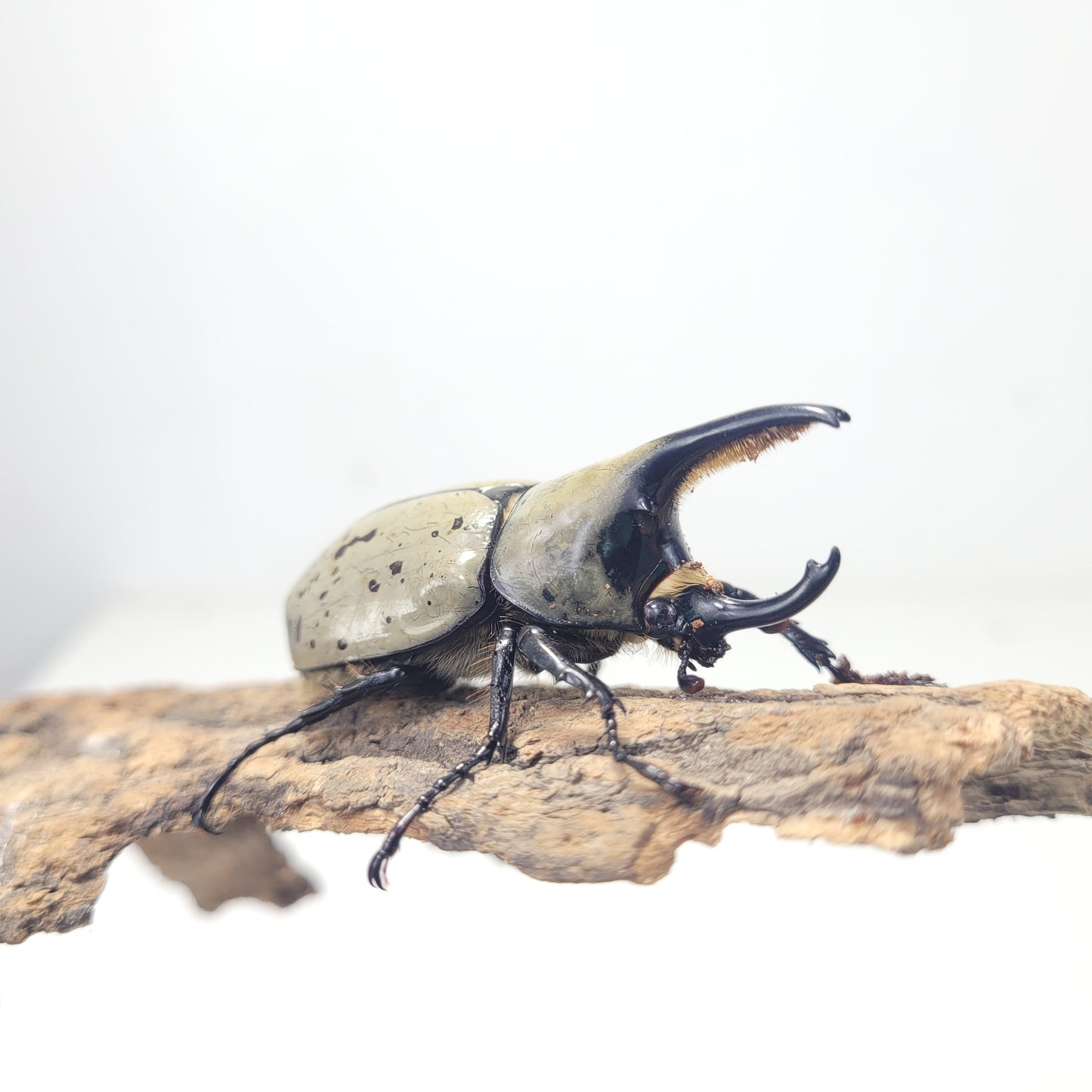 live insects for sale