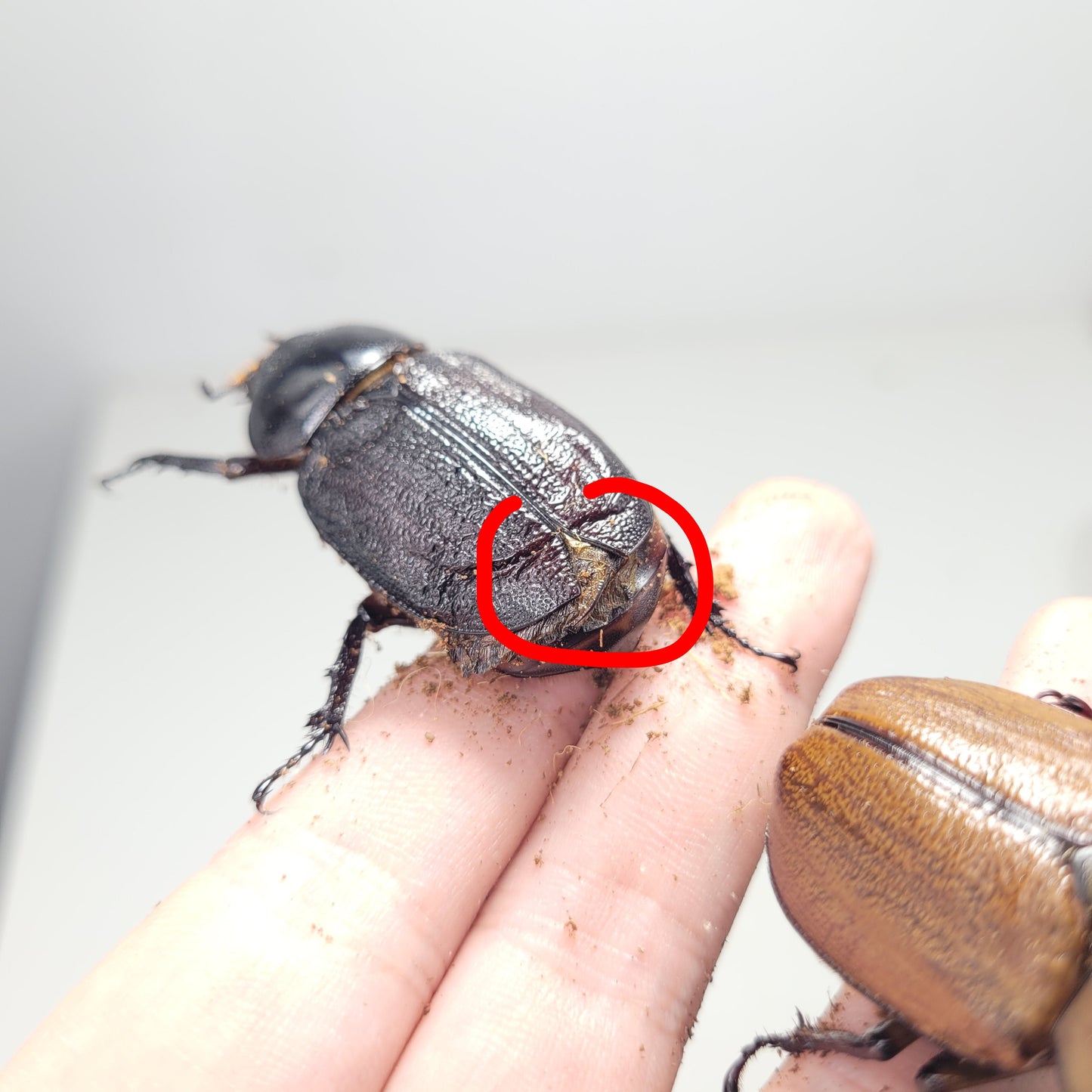 Mystery Beetle Box!
