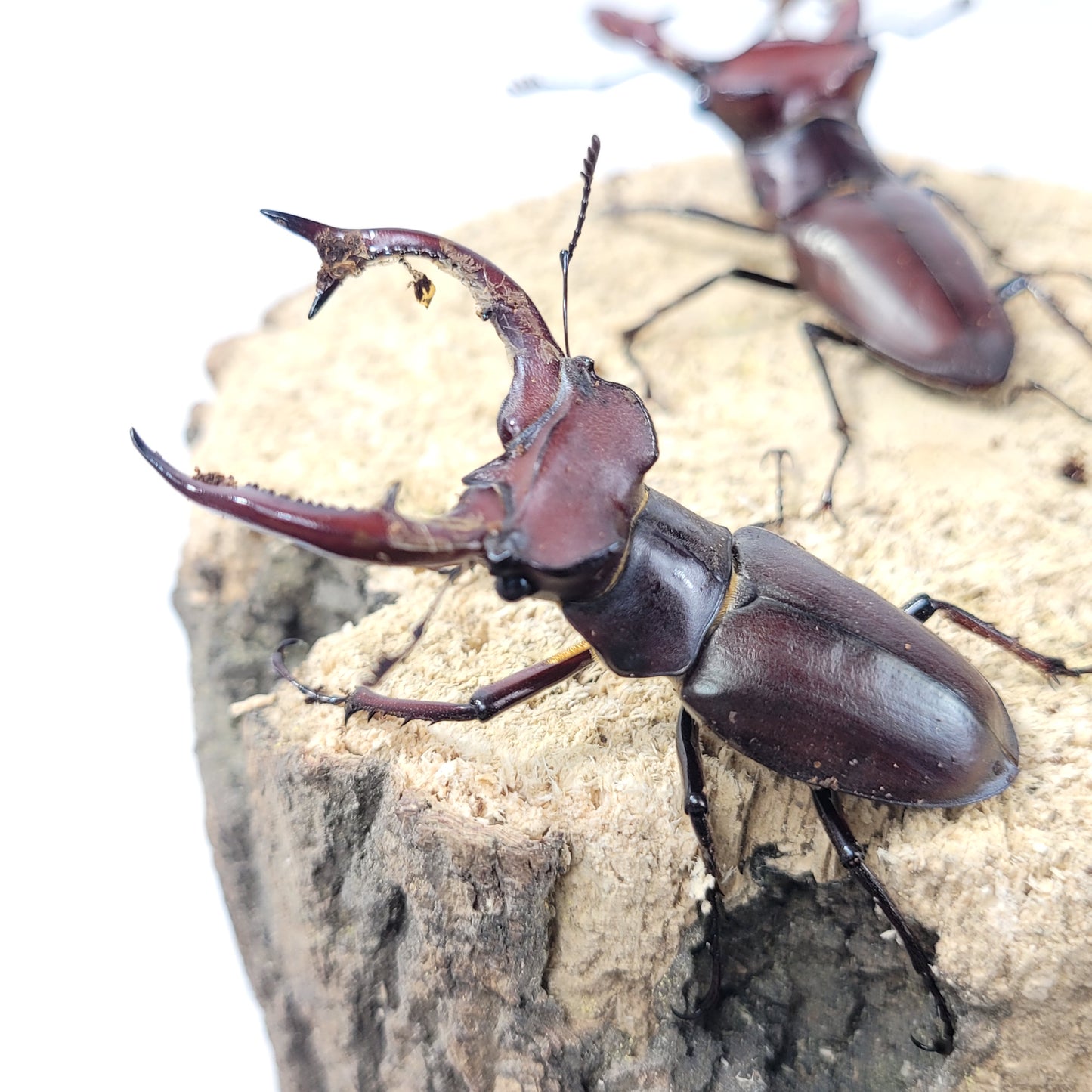 (On Sale!) Elephant Stag Beetle (Lucanus elaphus)