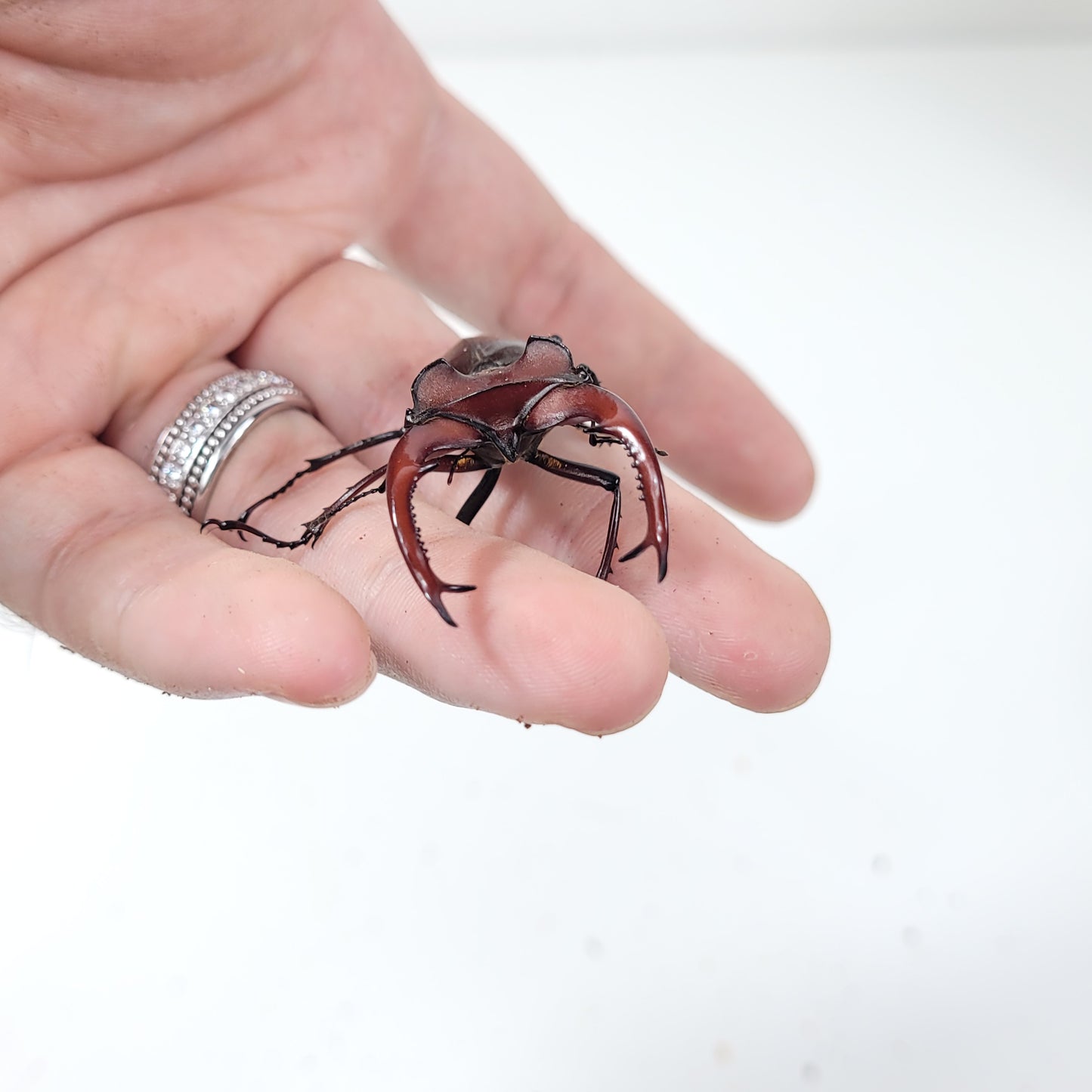 (On Sale!) Elephant Stag Beetle (Lucanus elaphus)